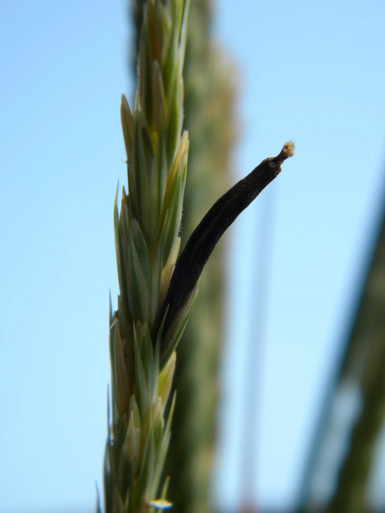 Blue Wild Rye (Leymus Arenarius) — blending seamlessly into naturalistic or modern garden designs; as it can be restricted in certain areas due to, image 89