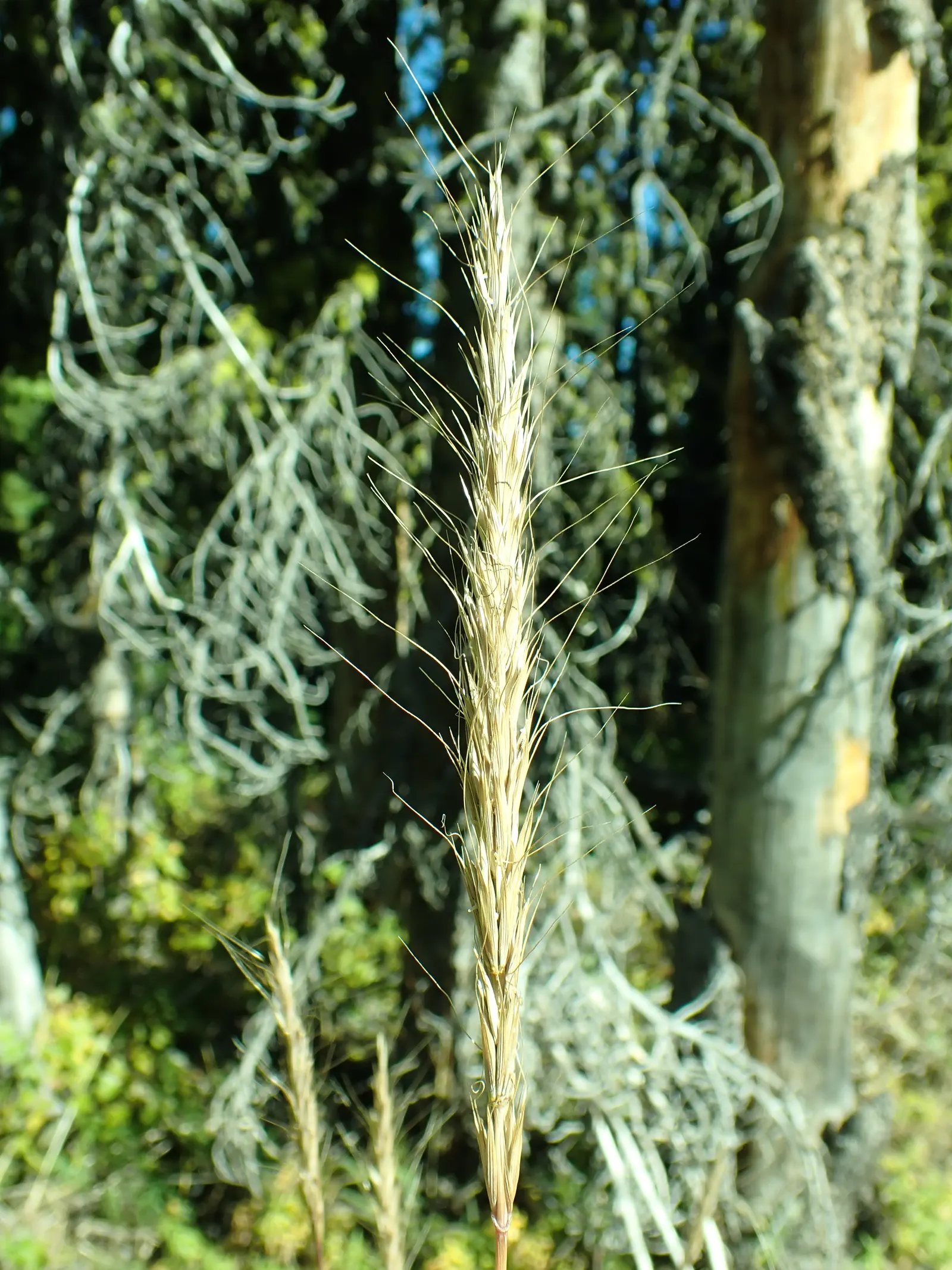 Blue Wild Rye (Leymus Arenarius) — making it an excellent choice for coastal gardens or areas with poor soil quality.<br><br>Typically