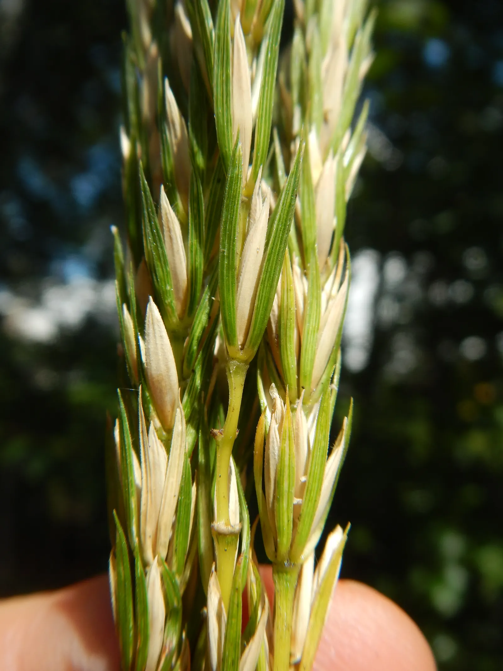 Blue Wild Rye (Leymus Arenarius) — Its foliage provides a year-round visual interest with a unique silvery-blue hue; originally native to coastal, image 61