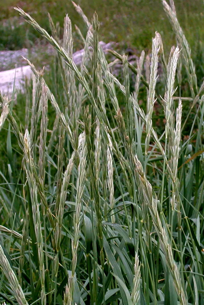 Blue Wild Rye (Leymus Arenarius) — Always consult with local regulations before planting
