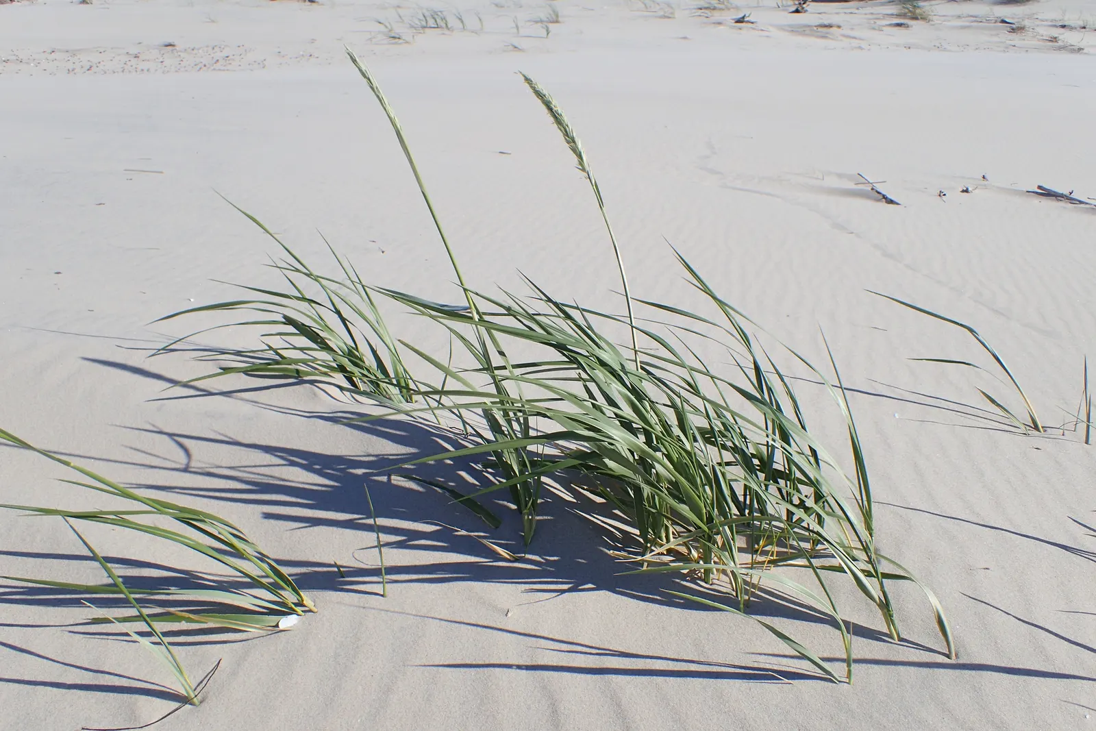 Blue Wild Rye (Leymus Arenarius) — it provides strong vertical interest and erosion control; scientifically known as Leymus arenarius, image 51