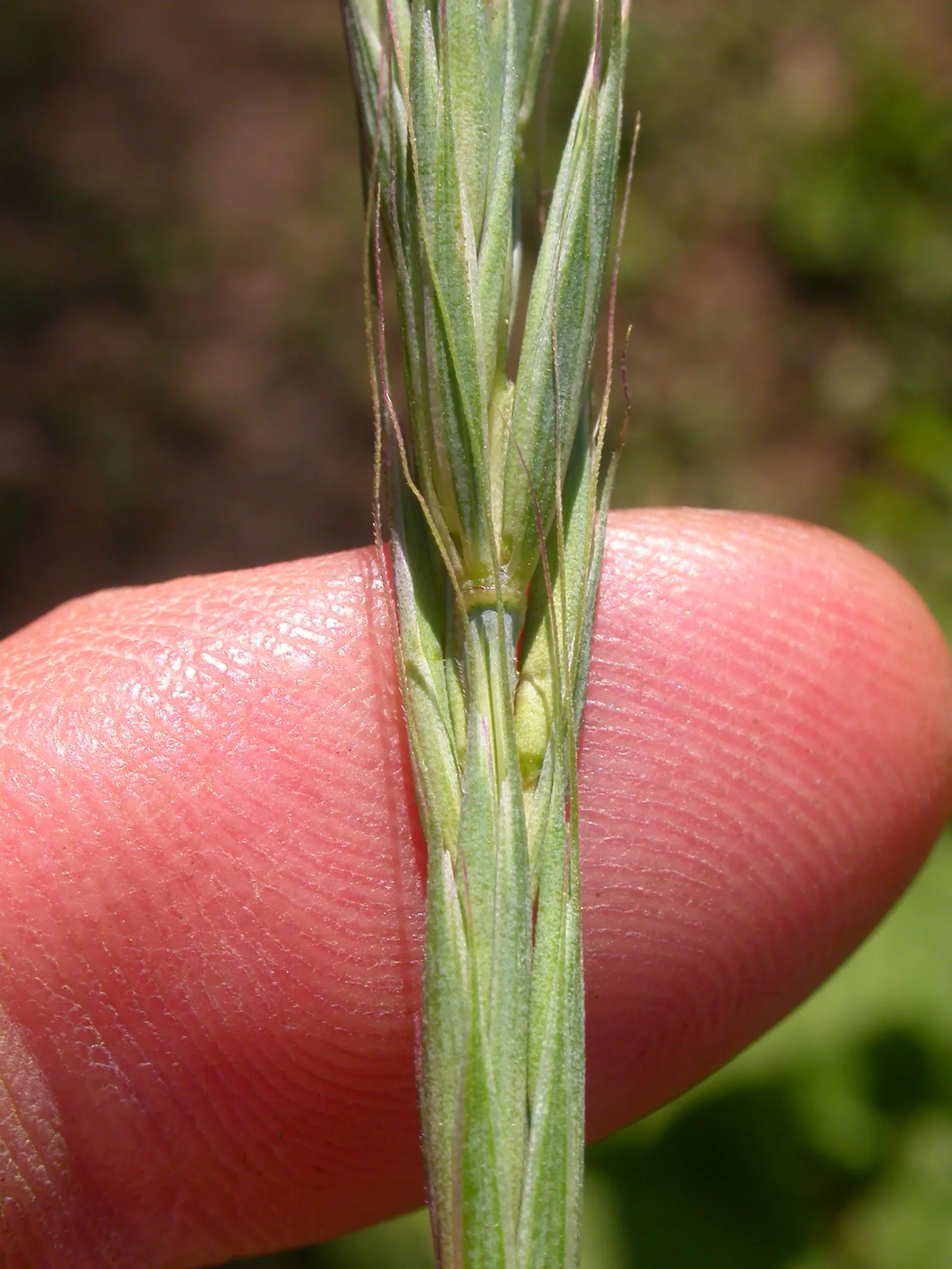 Blue Wild Rye (Leymus Arenarius) — Be aware that in some regions it can be quite invasive