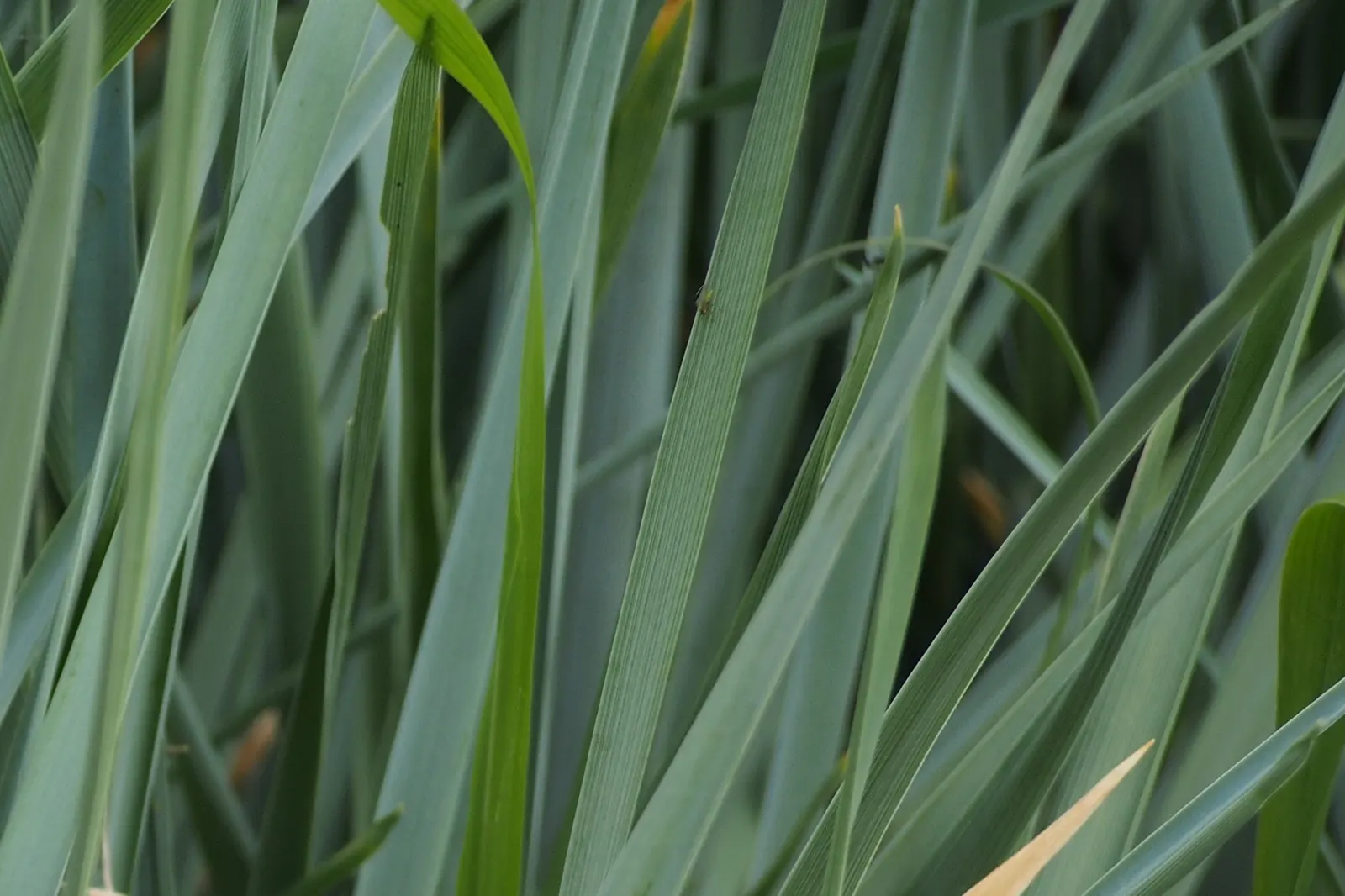Blue Wild Rye (Leymus Arenarius) — Leymus arenarius prefers full sun to part shade exposure and requires well-drained soil for optimal growth; once, image 62