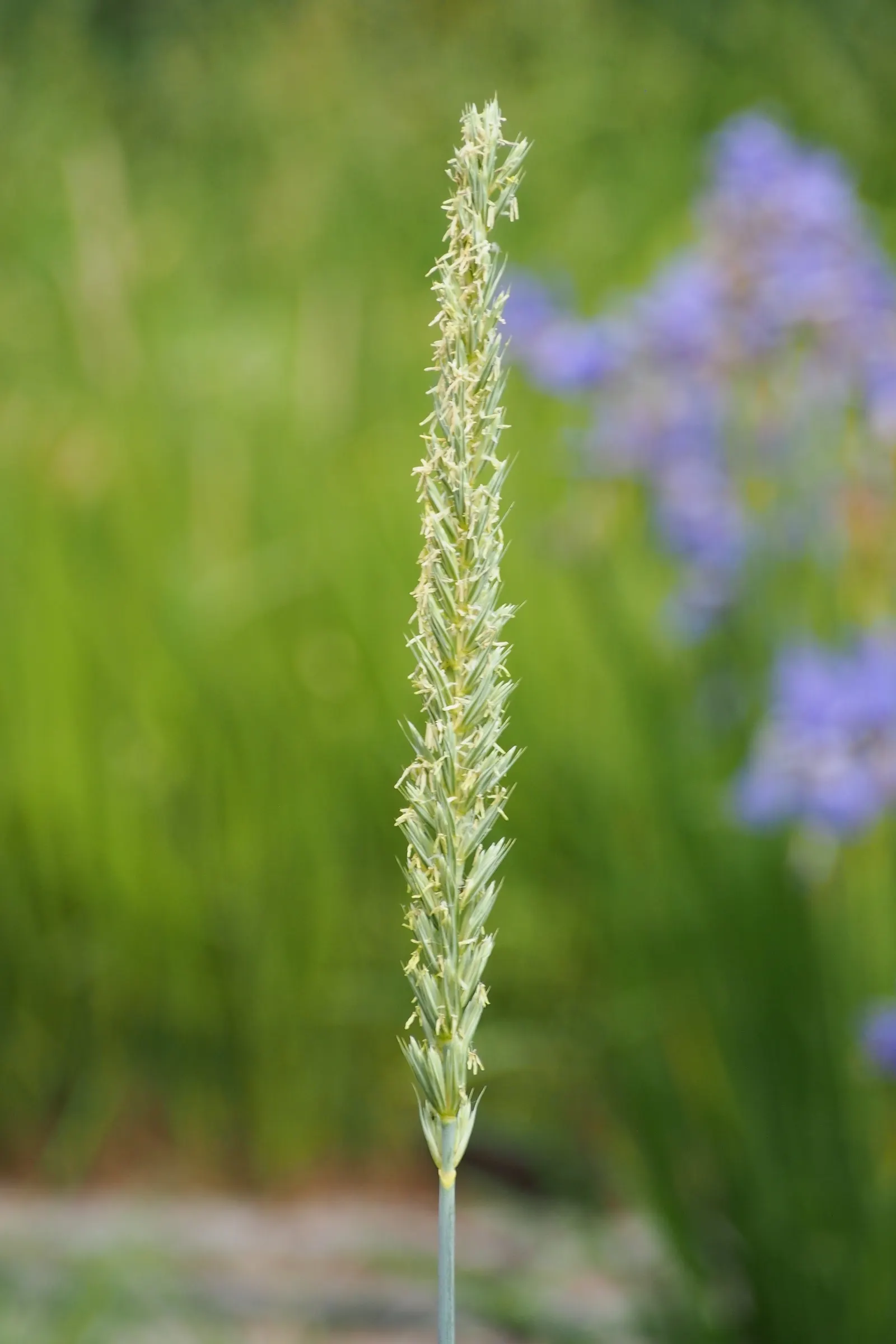 Blue Wild Rye (Leymus Arenarius) — blending seamlessly into naturalistic or modern garden designs; as it can be restricted in certain areas due to, image 66