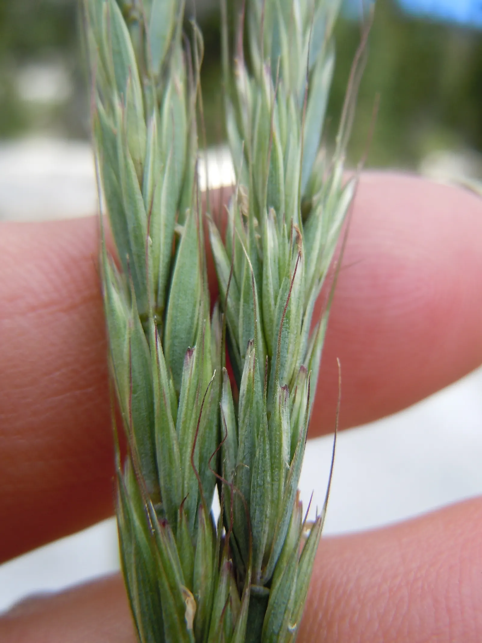 Blue Wild Rye (Leymus Arenarius) — as it can be restricted in certain areas due to its invasive potential; making it an excellent choice for, image 68