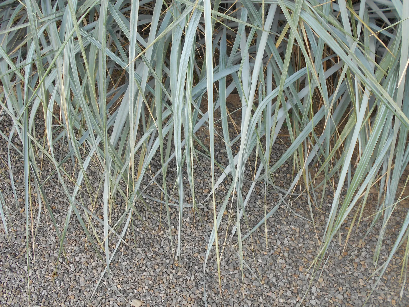 Blue Wild Rye (Leymus Arenarius) — Blue Wild Rye can serve as an accent plant or be grouped as a mass planting for erosion control; its foliage provides a