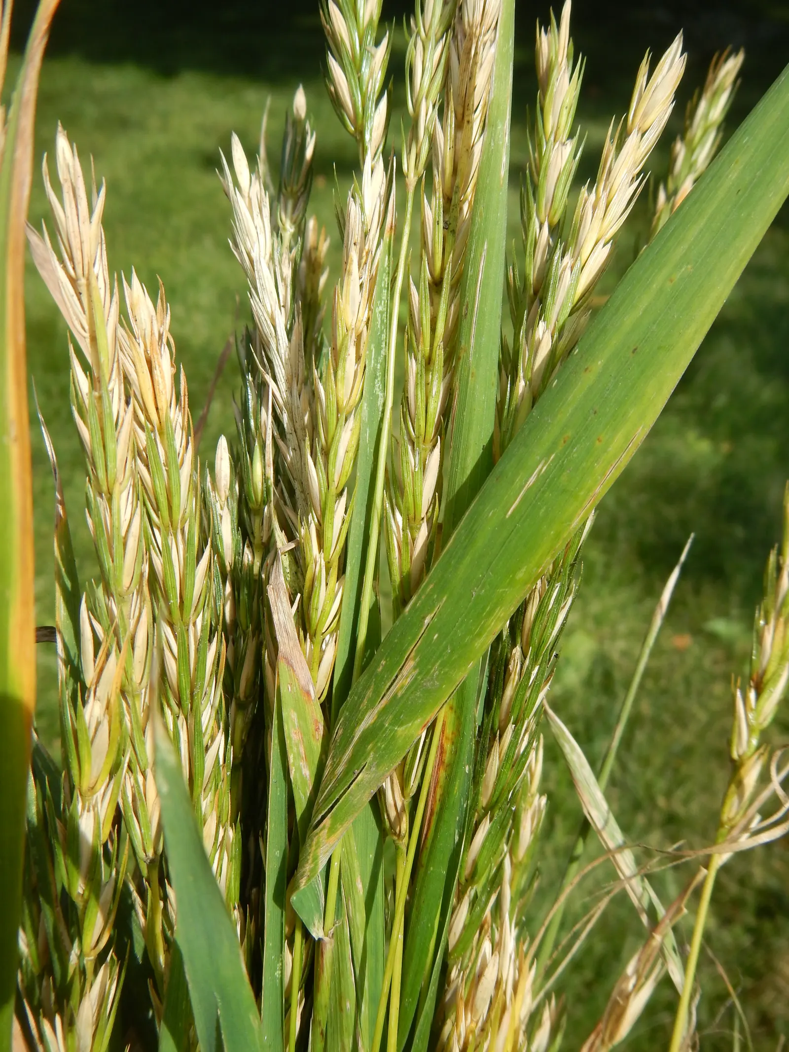 Blue Wild Rye (Leymus Arenarius) — Suited for USDA zones 3-9
