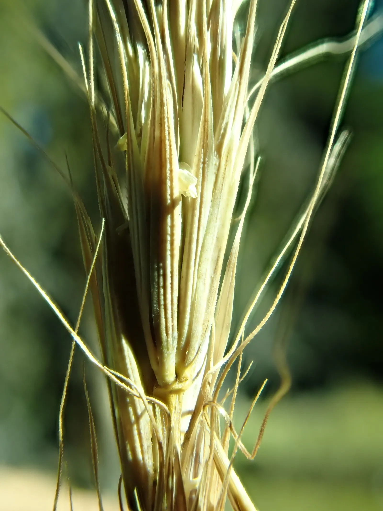 Blue Wild Rye (Leymus Arenarius) — Always consult with local regulations before planting; especially in coastal areas