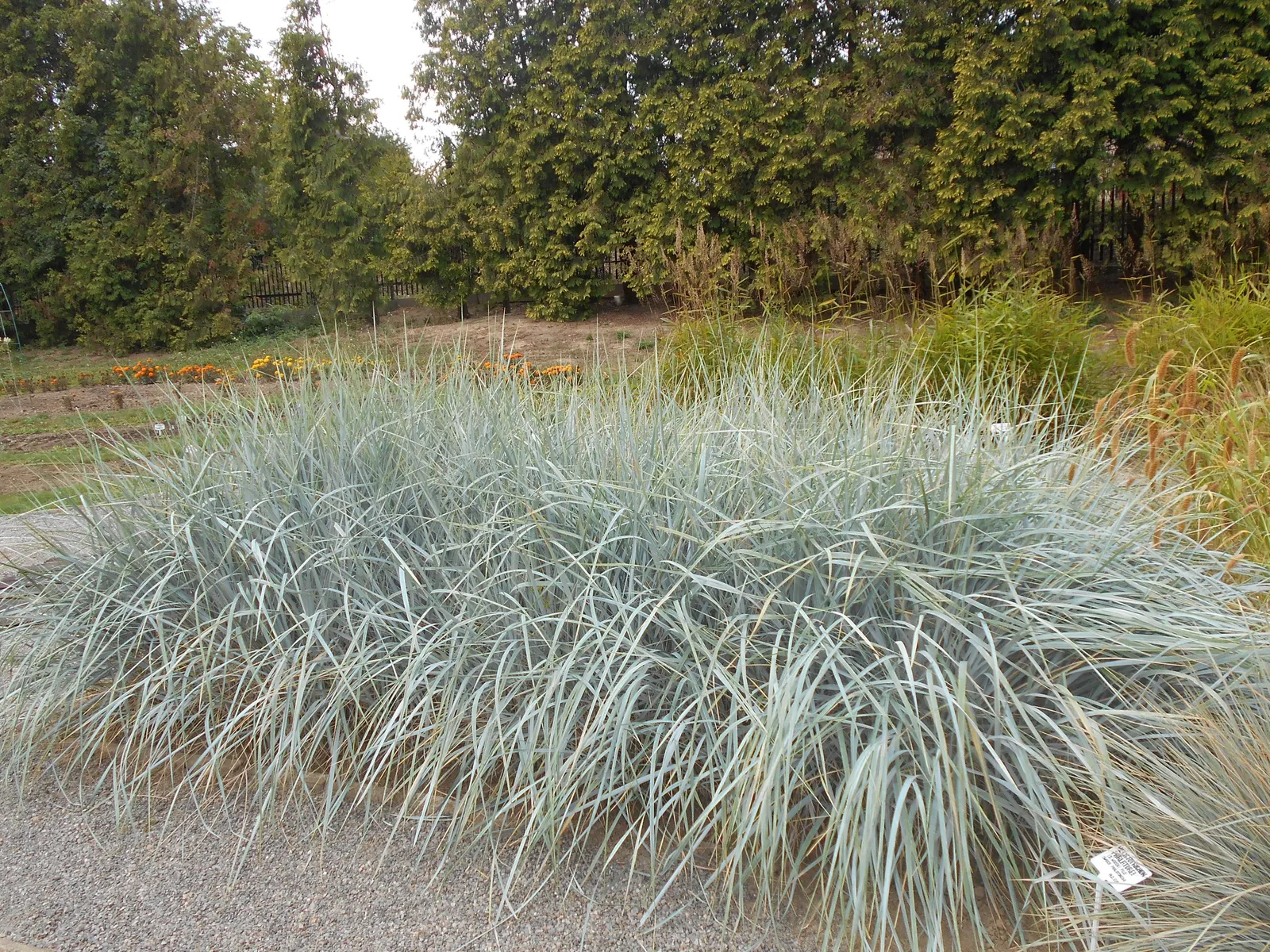 Blue Wild Rye (Leymus Arenarius) — this species is renowned for its ability to thrive in challenging environments; it provides strong vertical, image 80