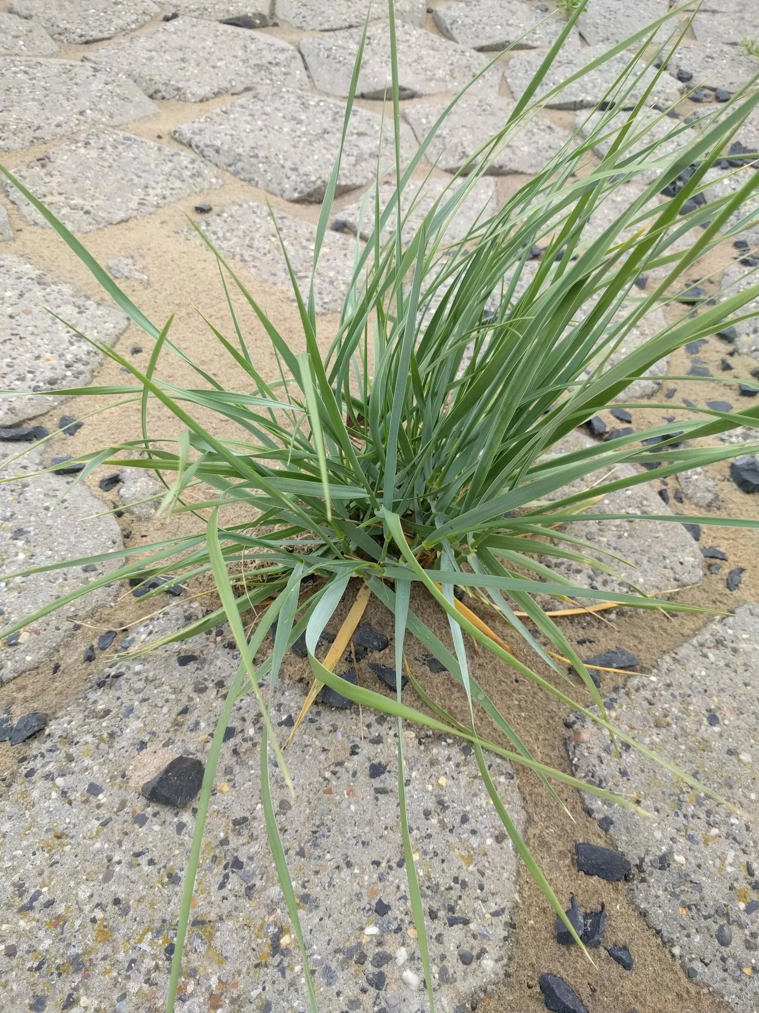 Blue Wild Rye (Leymus Arenarius) — Leymus arenarius prefers full sun to part shade exposure and requires well-drained soil for optimal growth; once, image 85