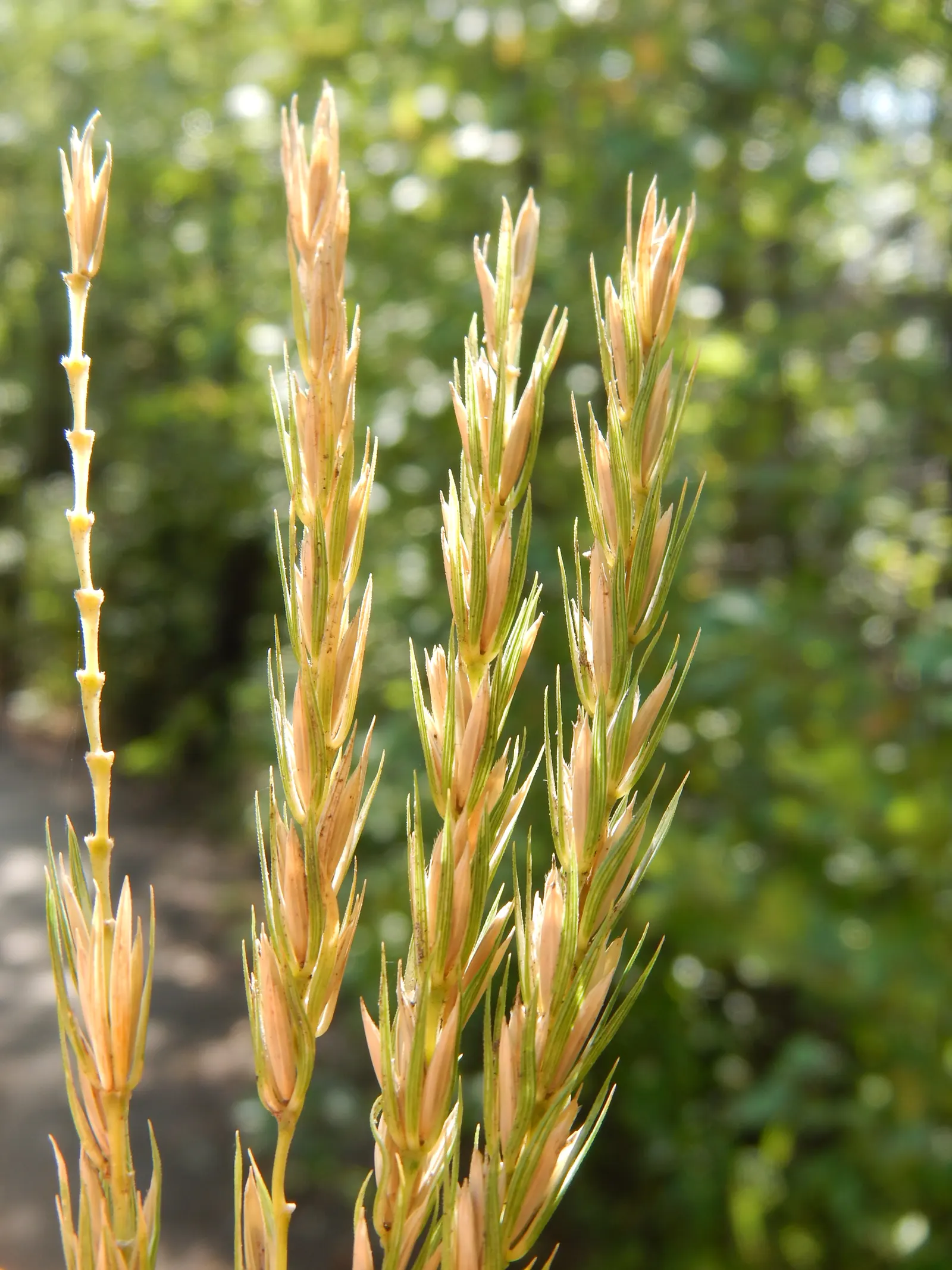 Blue Wild Rye (Leymus Arenarius) — this cool-season grass thrives in well-drained soils and is drought-tolerant once established; be aware that in, image 72