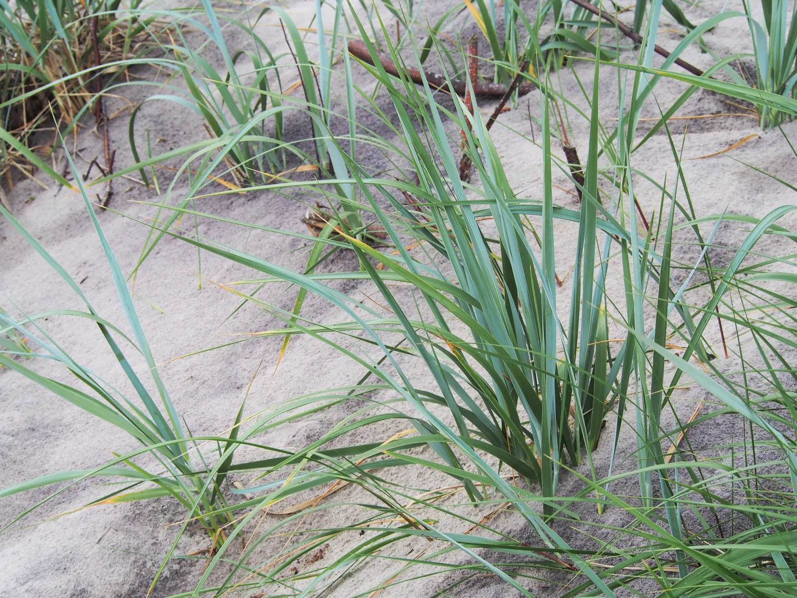 Blue Wild Rye (Leymus Arenarius) — Blue Wild Rye can serve as an accent plant or be grouped as a mass planting for erosion control; its foliage, image 65
