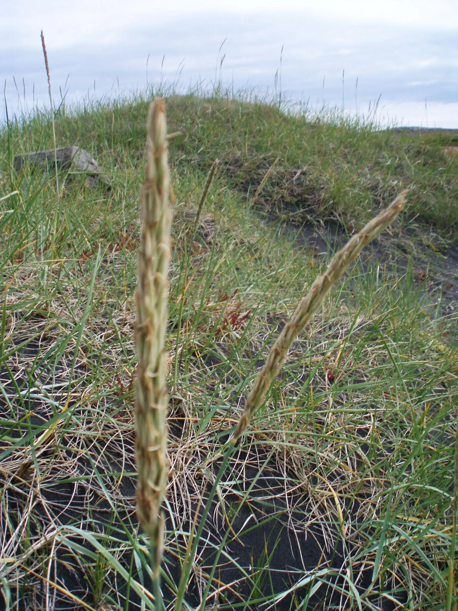 Blue Wild Rye (Leymus Arenarius) — Be aware that in some regions it can be quite invasive; prefers full to partial sun, requiring minimal maintenance, ideal