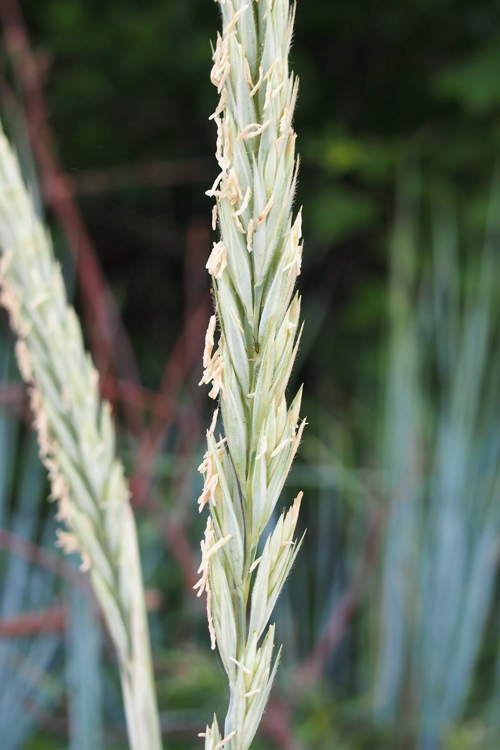 Blue Wild Rye (Leymus Arenarius) — grass / perennial for full or half; blending seamlessly into naturalistic or modern garden designs, image 69