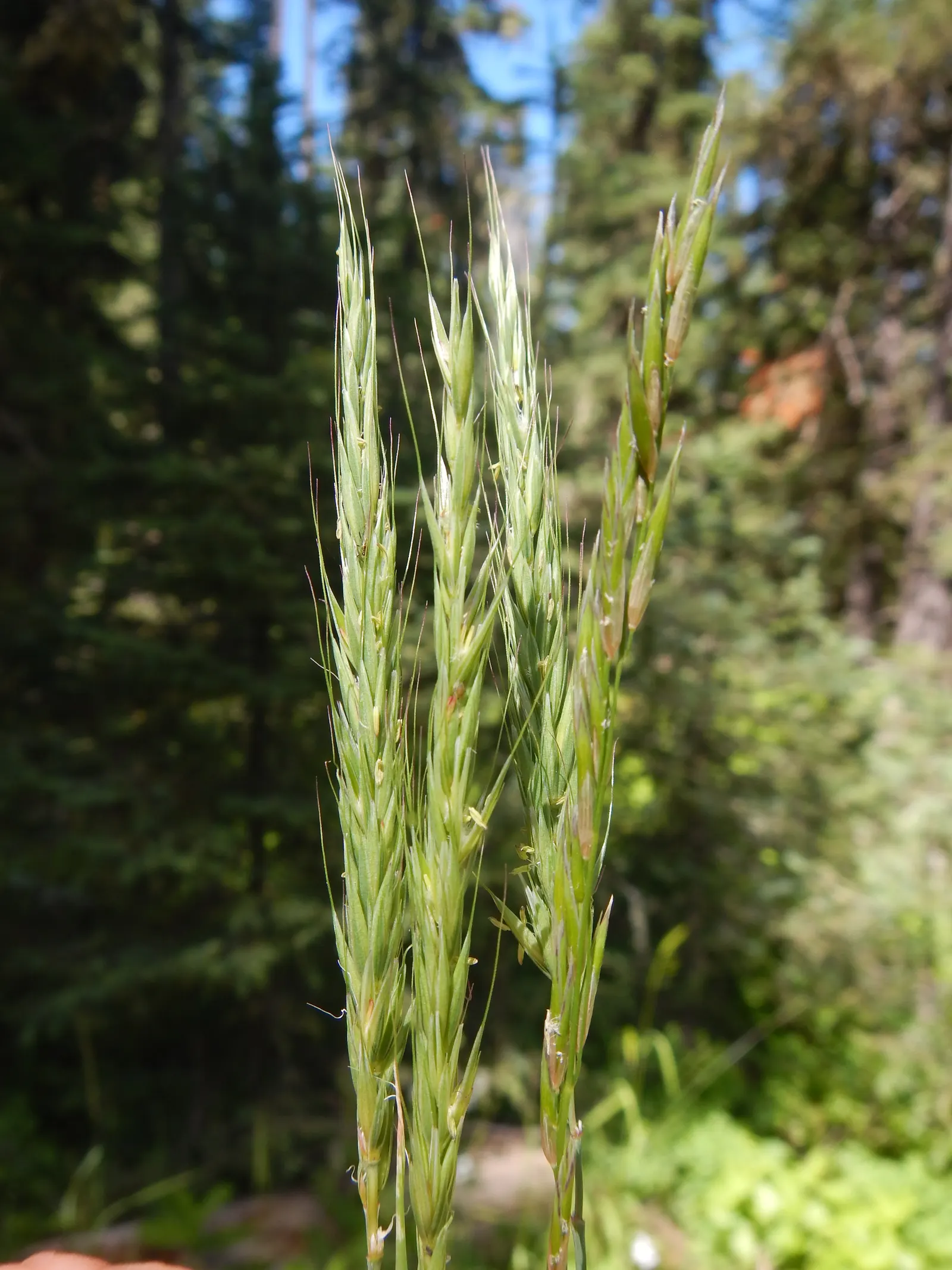 Blue Wild Rye (Leymus Arenarius) — this species is renowned for its ability to thrive in challenging environments; it provides strong vertical interest and