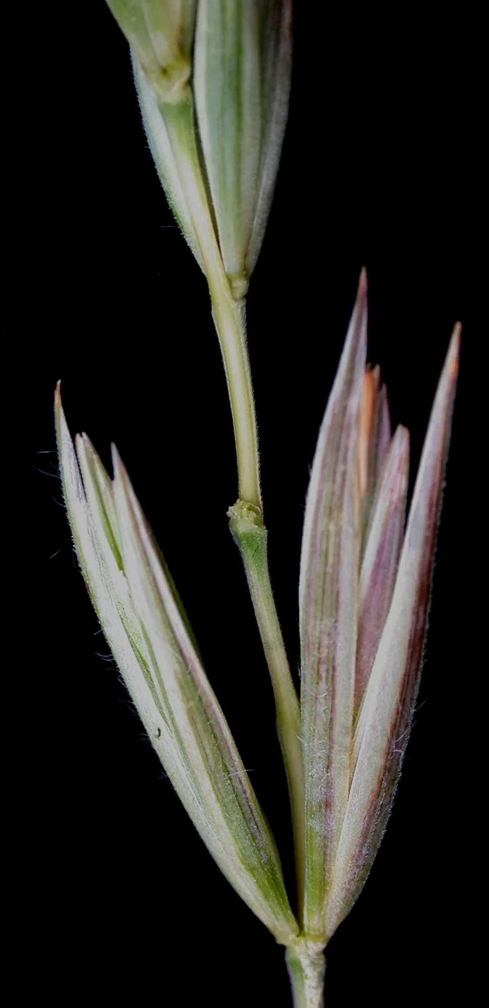 Blue Wild Rye (Leymus Arenarius) — Its foliage provides a year-round visual interest with a unique silvery-blue hue; originally native to coastal, image 84