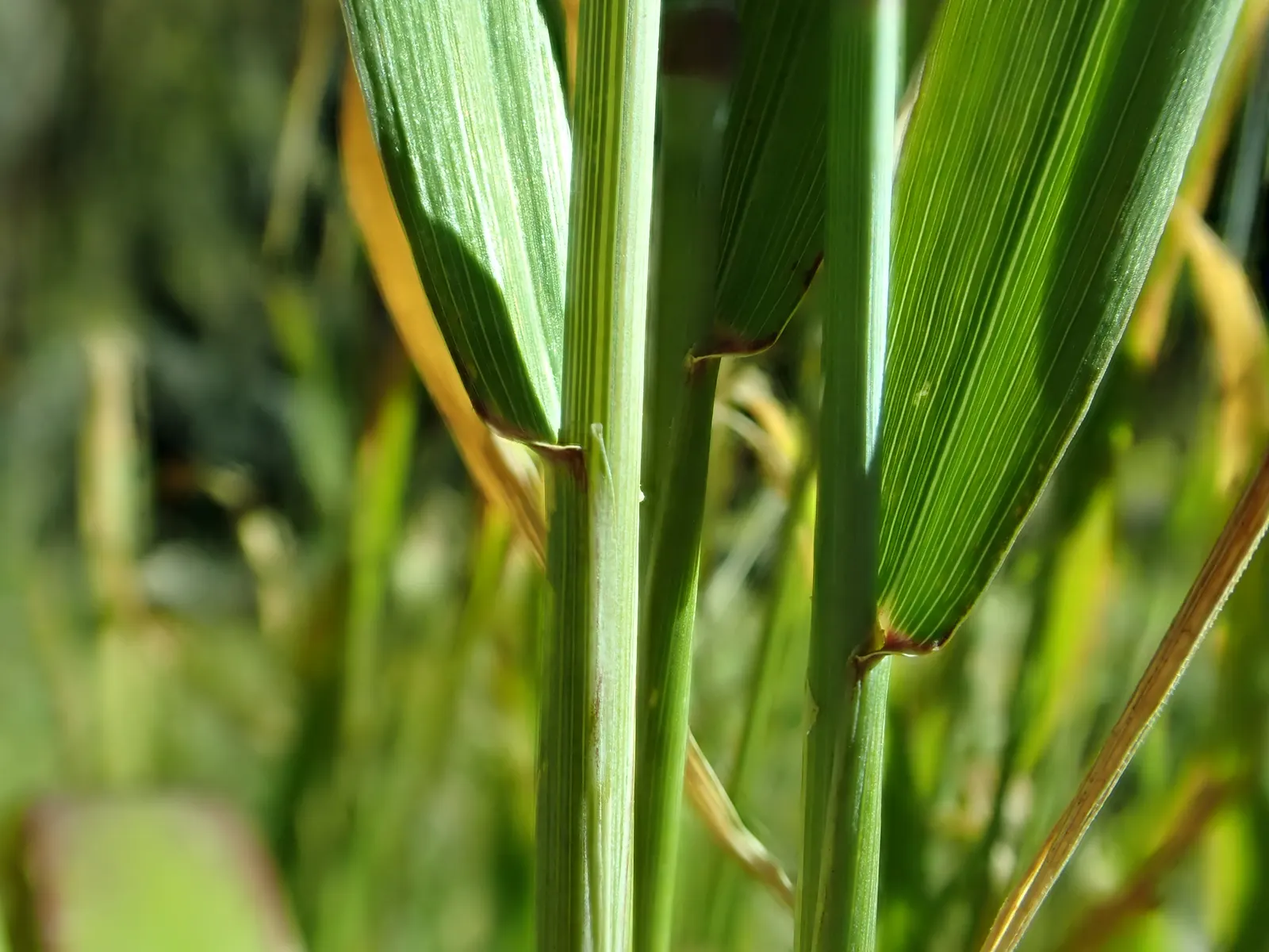 Blue Wild Rye (Leymus Arenarius) — scientifically known as Leymus arenarius