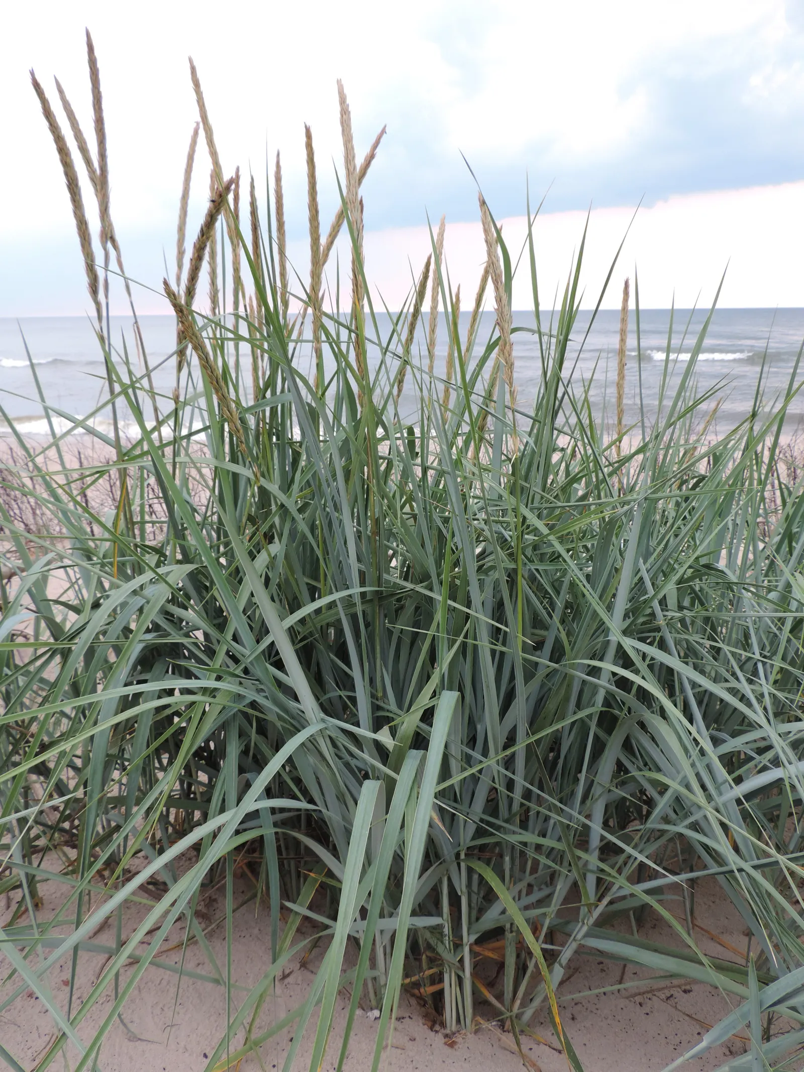 Blue Wild Rye (Leymus Arenarius) — Once established, it is drought tolerant, making it a low-maintenance option for the eco-conscious gardener, image 63