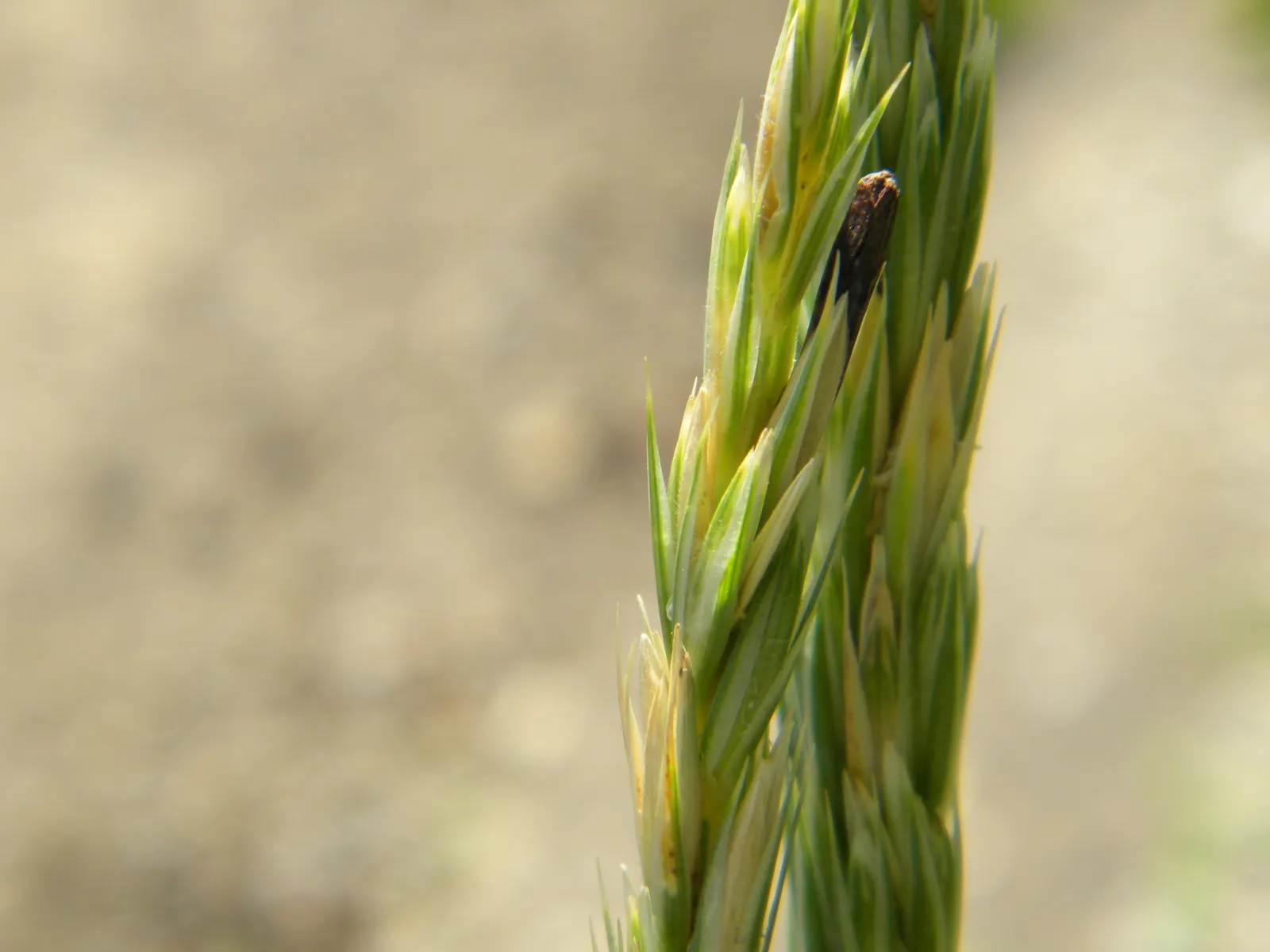Blue Wild Rye (Leymus Arenarius) — Be aware that in some regions it can be quite invasive; prefers full to partial sun, requiring minimal, image 87