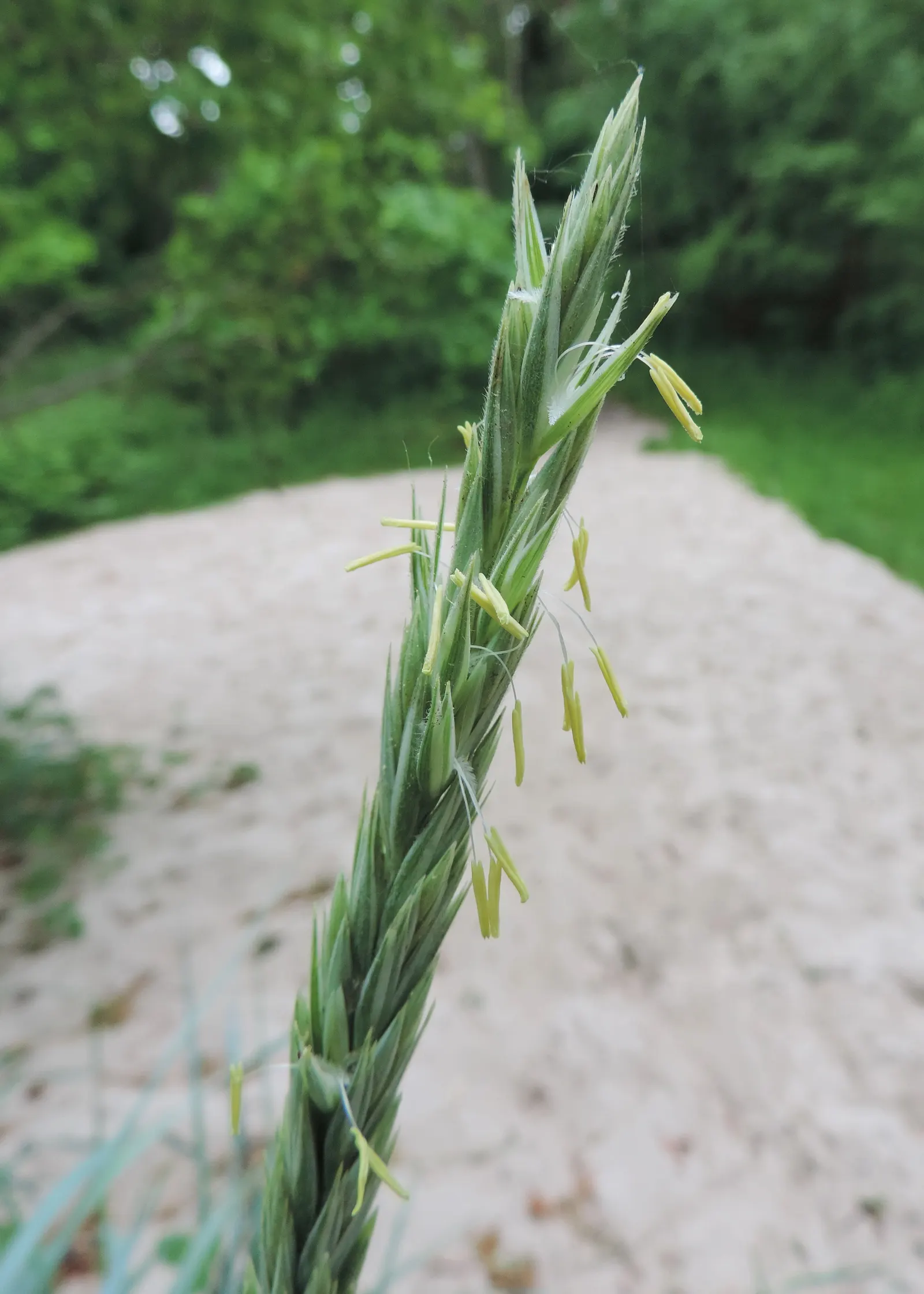 Blue Wild Rye (Leymus Arenarius) — this species is renowned for its ability to thrive in challenging environments