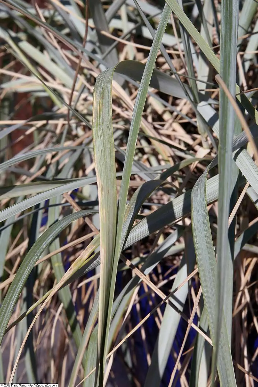 Blue Wild Rye (Leymus Arenarius) — Its foliage provides a year-round visual interest with a unique silvery-blue hue; originally native to coastal regions in