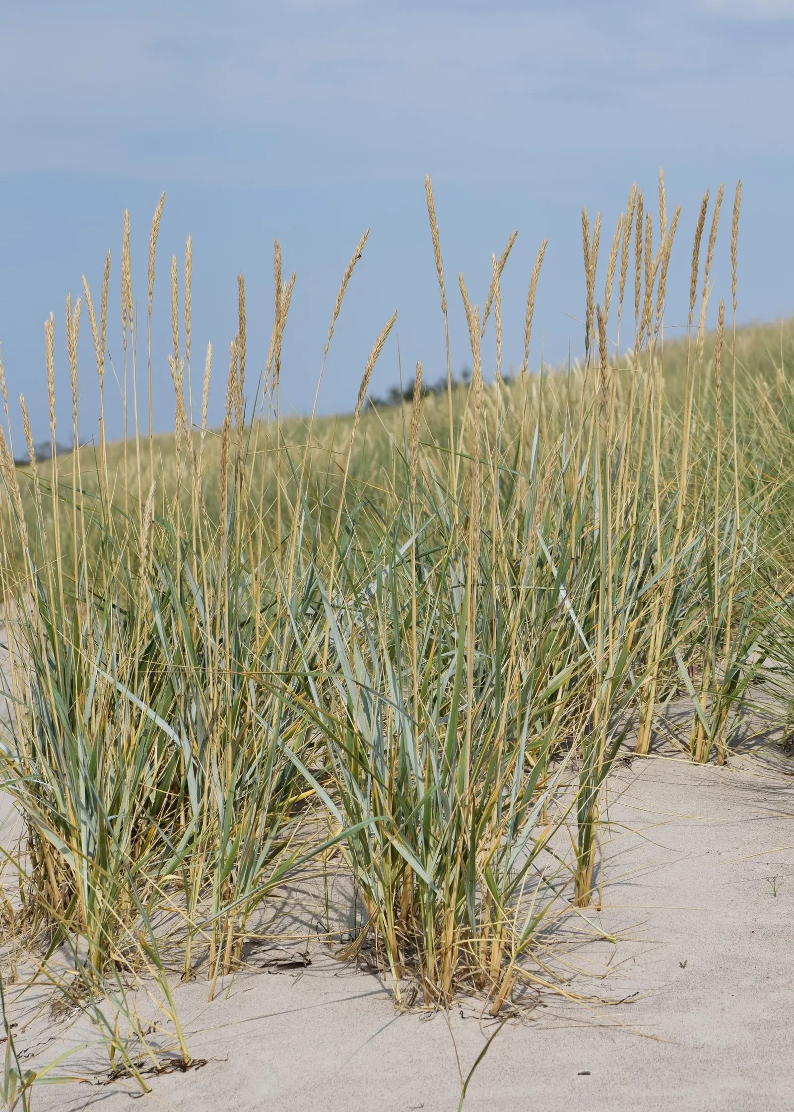 Blue Wild Rye (Leymus Arenarius) — Always consult with local regulations before planting; especially in coastal areas, image 67