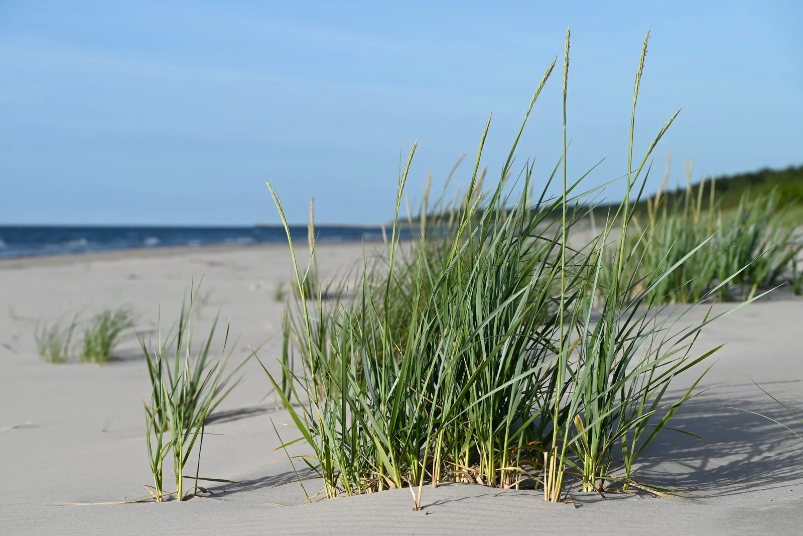 Blue Wild Rye (Leymus Arenarius) — Blue Wild Rye (Leymus arenarius) is a robust, perennial grass, prized for its striking glaucous blue foliage; suited for