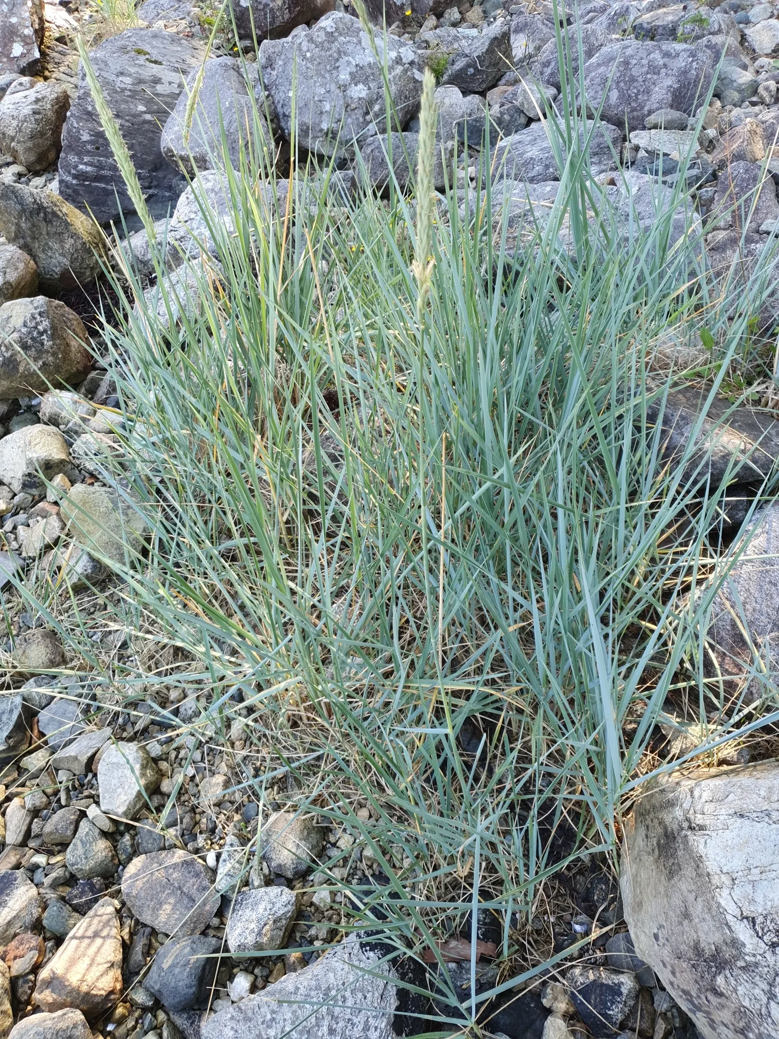 Blue Wild Rye (Leymus Arenarius) — Once established, it is drought tolerant, making it a low-maintenance option for the eco-conscious gardener, image 86