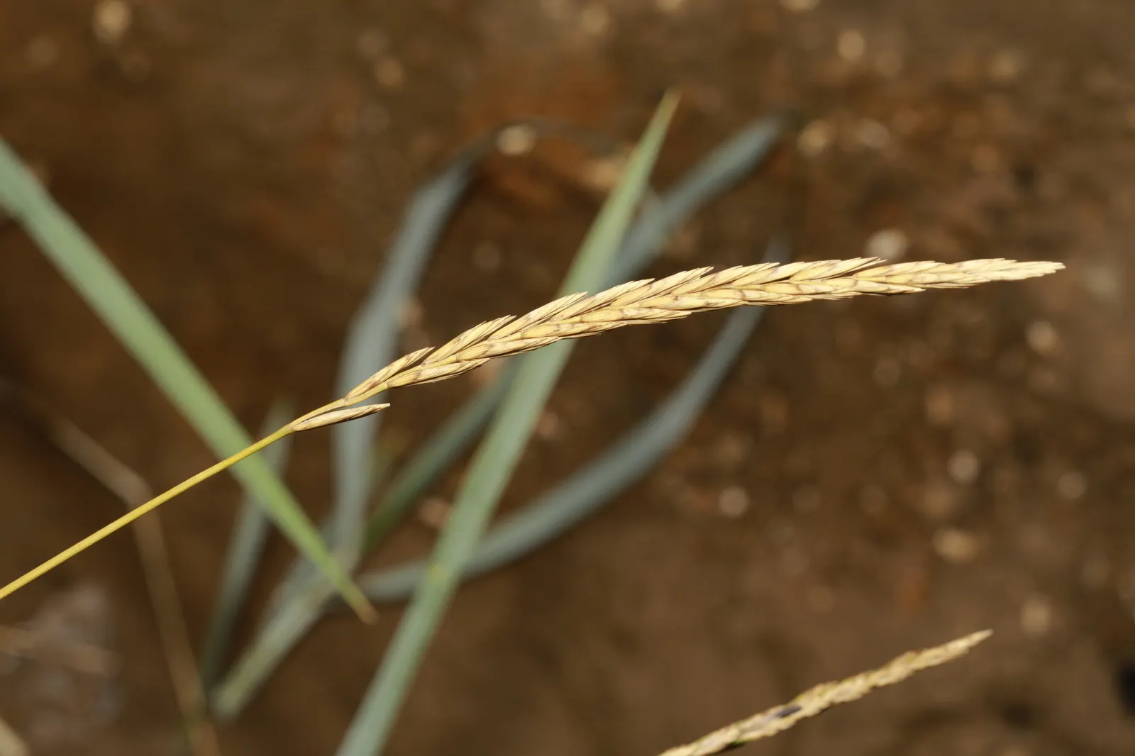 Blue Wild Rye (Leymus Arenarius) — Blue Wild Rye reaches heights of about 2 to 3 feet and spreads around 2 feet wide