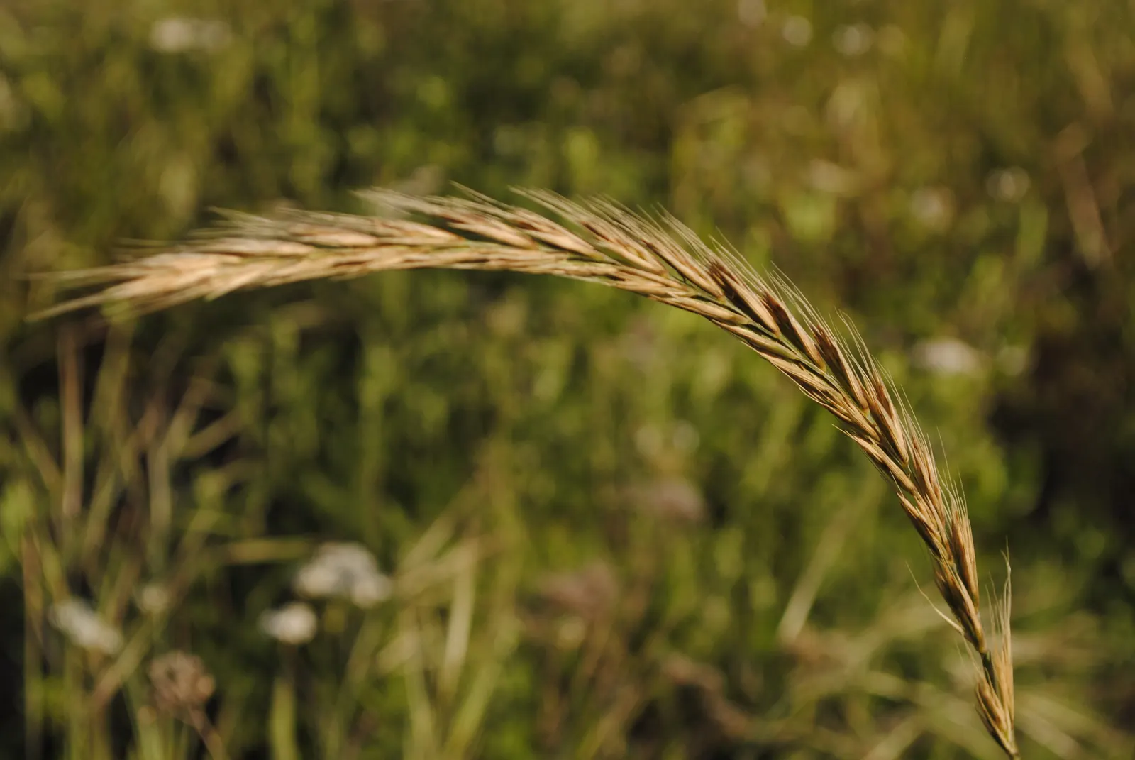 Blue Wild Rye (Leymus Arenarius) — this cool-season grass thrives in well-drained soils and is drought-tolerant once established; be aware that in some regions
