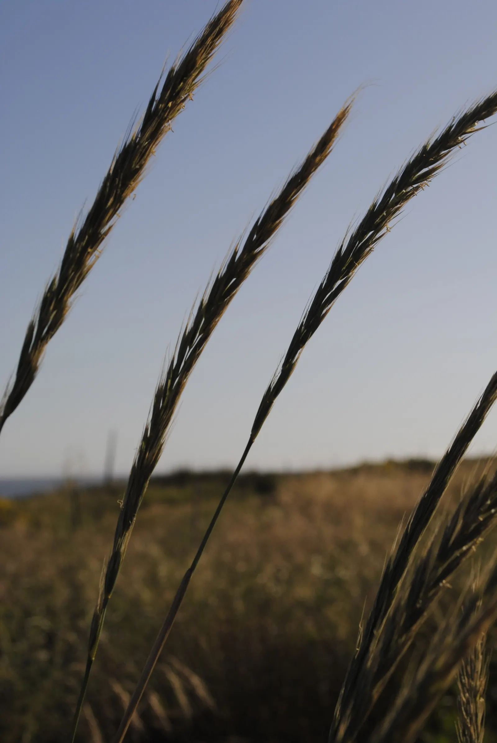 Blue Wild Rye (Leymus Arenarius) — Prefers full to partial sun, requiring minimal maintenance, ideal for naturalistic landscapes; space about 24 inches apart