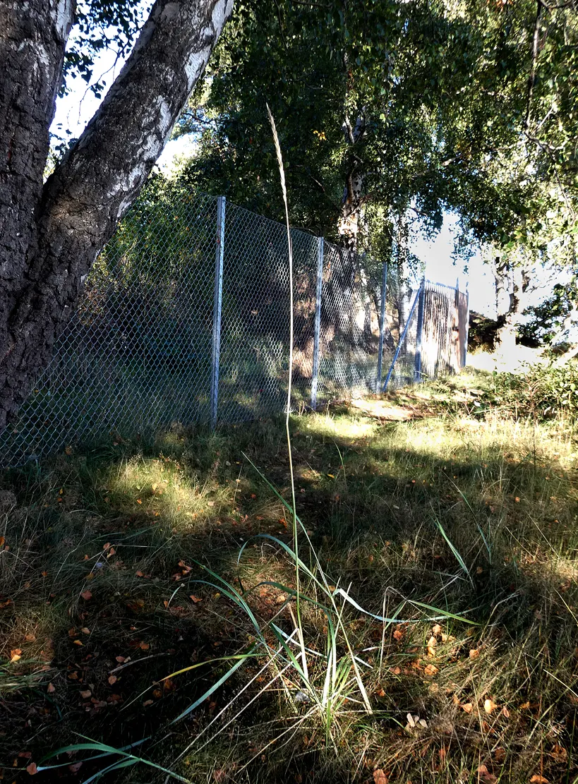 Blue Wild Rye (Leymus Arenarius) — Blue Wild Rye (Leymus arenarius) is a robust, perennial grass, prized for its striking glaucous blue foliage