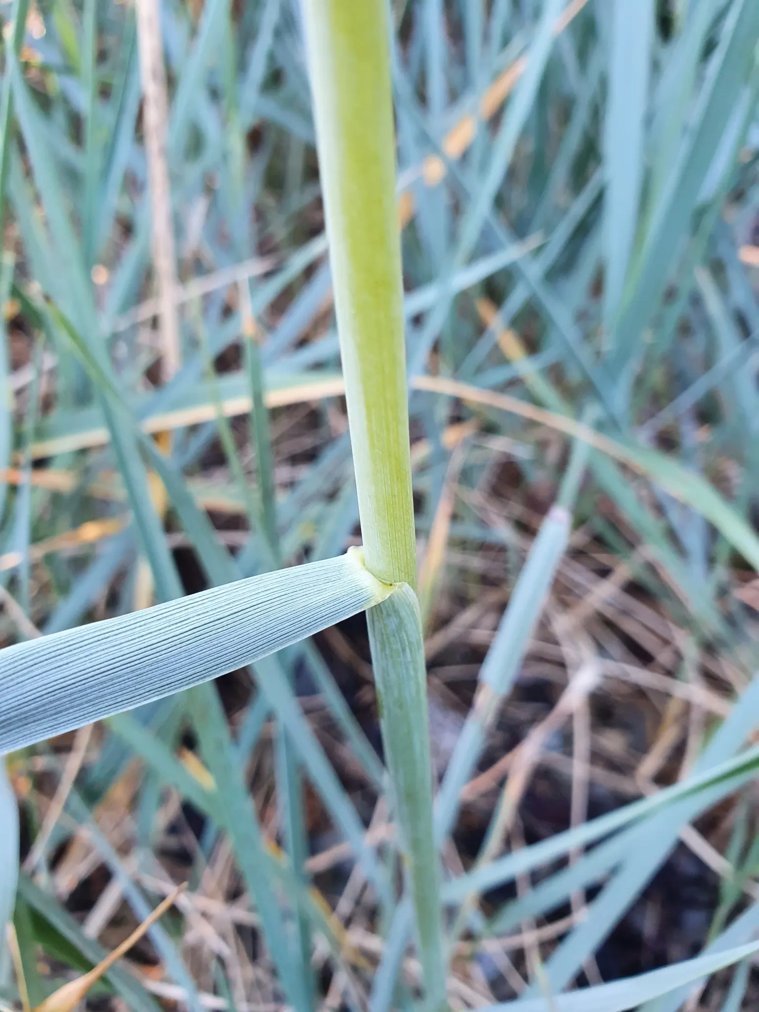 Blue Wild Rye (Leymus Arenarius) — this cool-season grass thrives in well-drained soils and is drought-tolerant once established; be aware that in, image 49