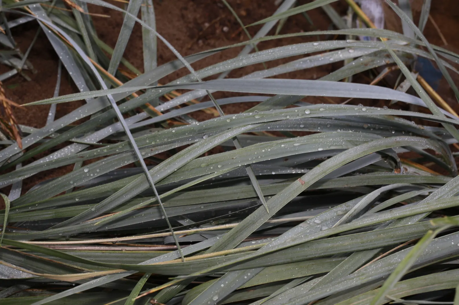 Blue Wild Rye (Leymus Arenarius) — grass / perennial for full or half; blending seamlessly into naturalistic or modern garden designs, image 92