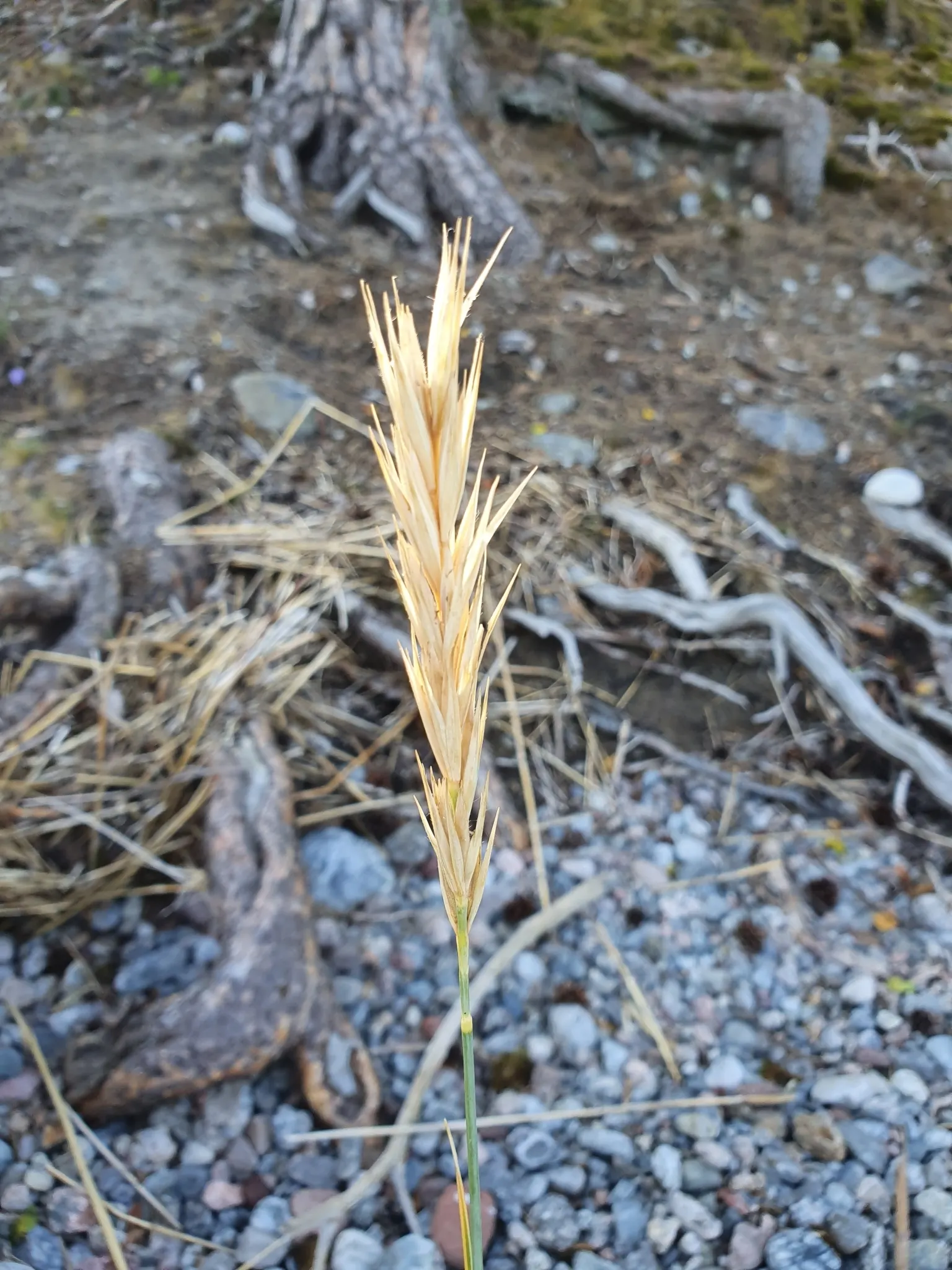 Blue Wild Rye (Leymus Arenarius) — Be aware that in some regions it can be quite invasive; prefers full to partial sun, requiring minimal, image 64