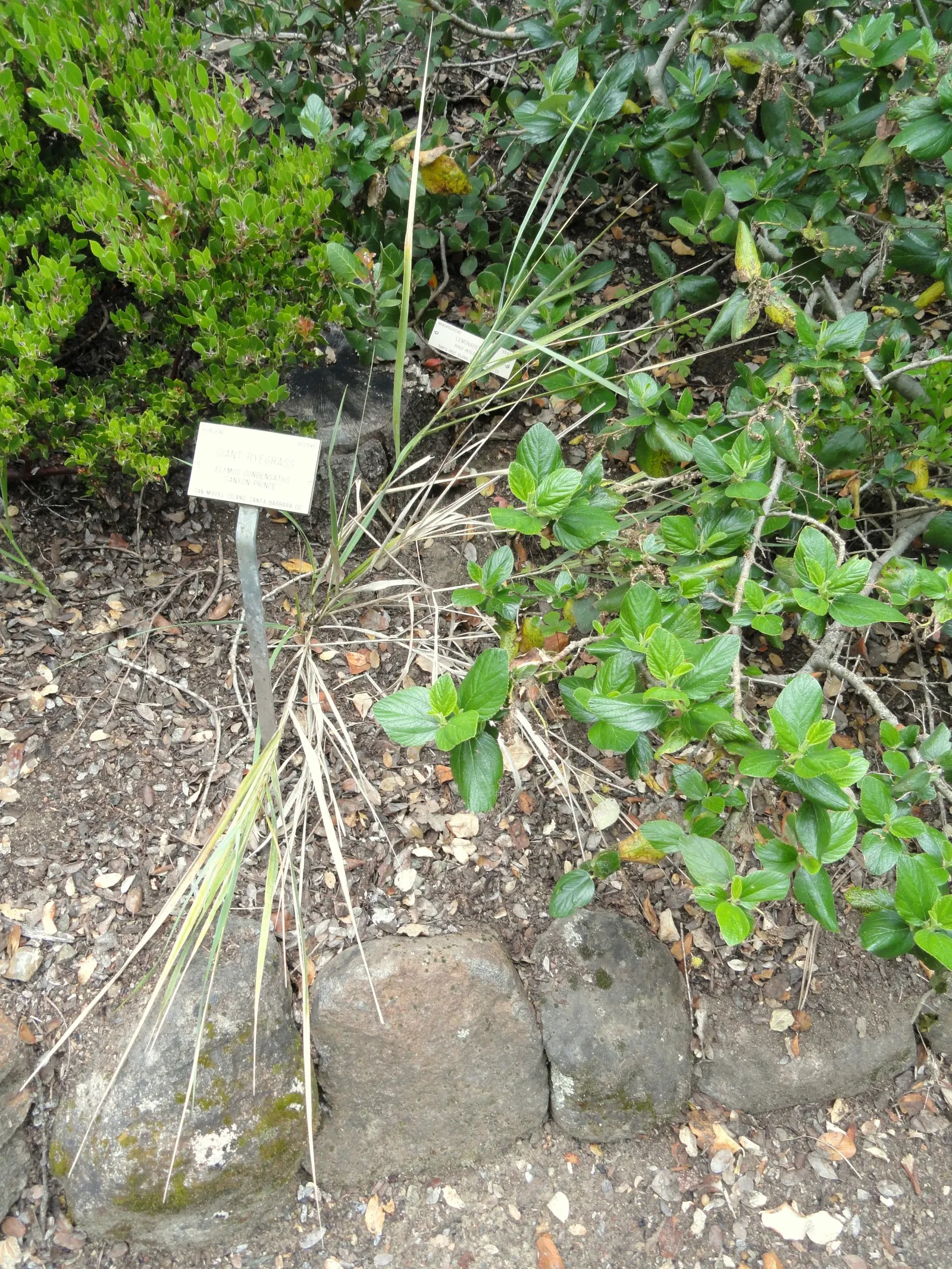Blue Wild Rye (Leymus Arenarius) — as it can be restricted in certain areas due to its invasive potential; making it an excellent choice for coastal gardens or