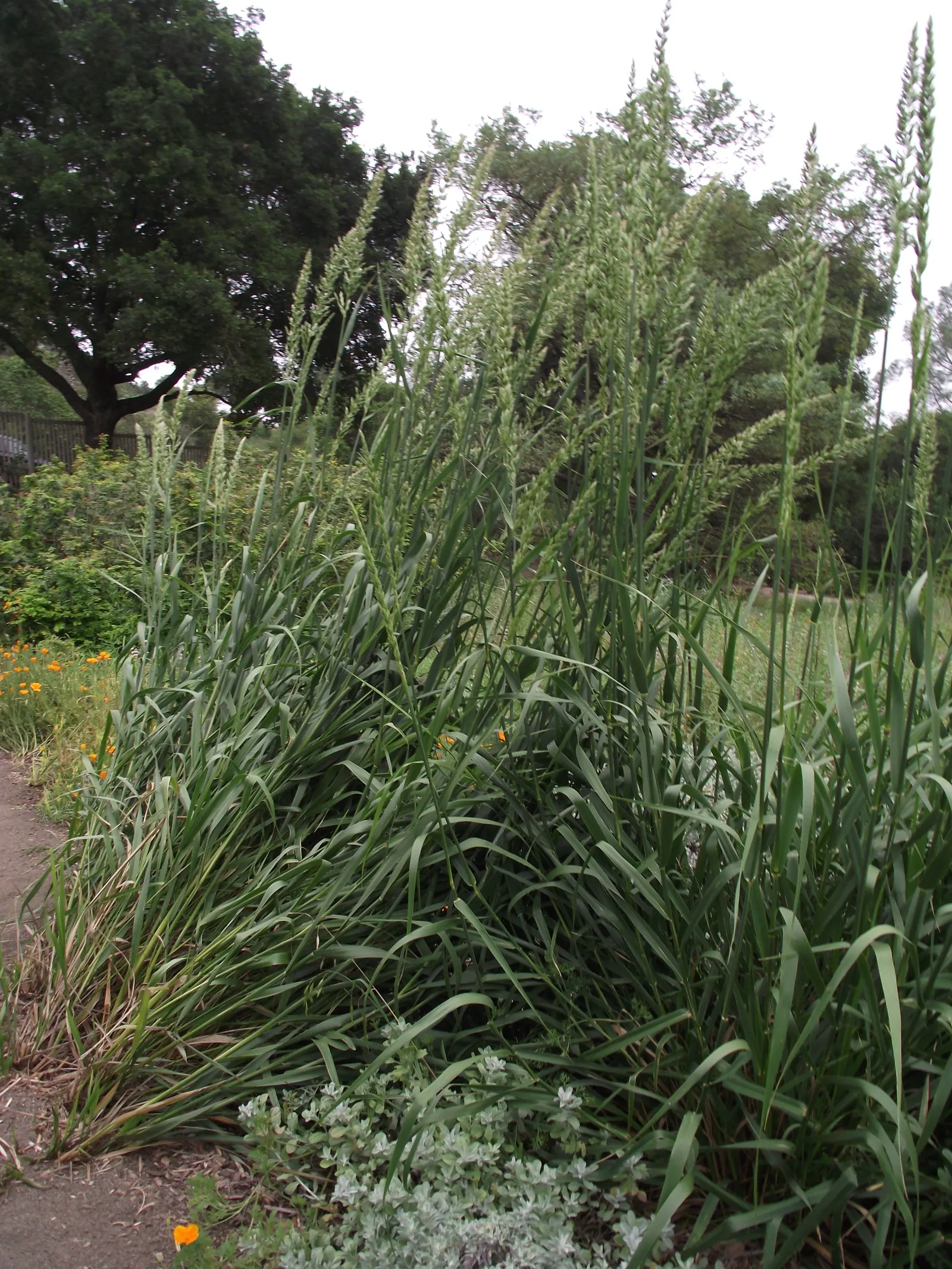 Blue Wild Rye (Leymus Arenarius) — grass / perennial for full or half