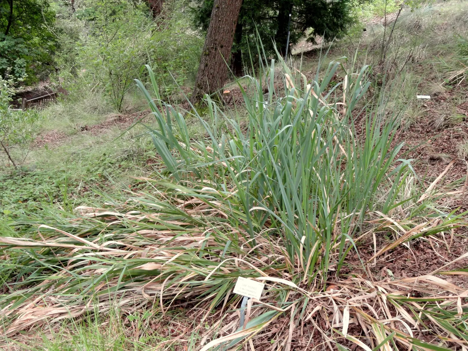 Blue Wild Rye (Leymus Arenarius) — Space about 24 inches apart; grass / perennial for full or half, image 53