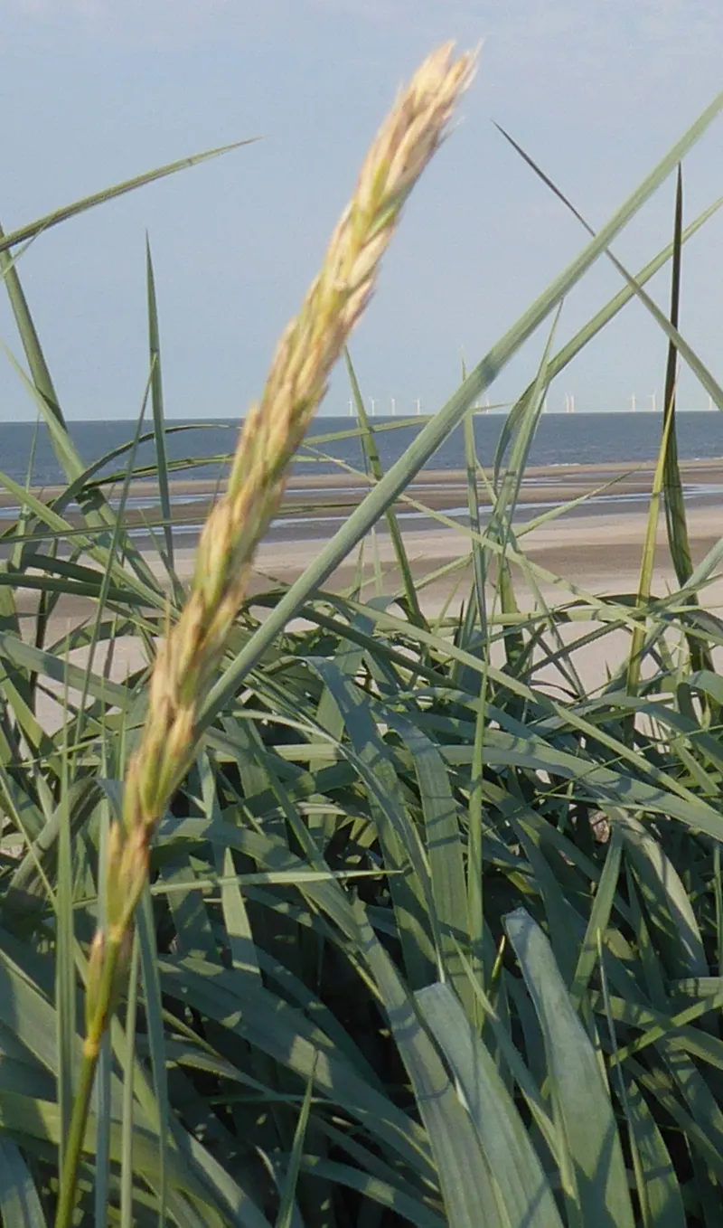 Blue Wild Rye (Leymus Arenarius) — Once established, it is drought tolerant, making it a low-maintenance option for the eco-conscious gardener; blue Wild Rye