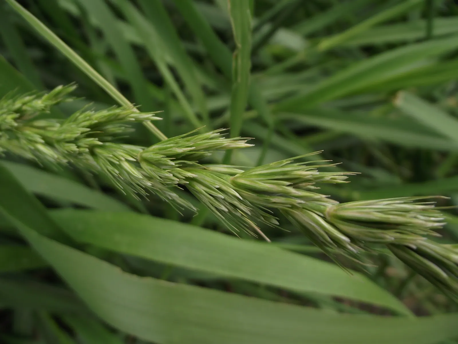 Blue Wild Rye (Leymus Arenarius) — blending seamlessly into naturalistic or modern garden designs