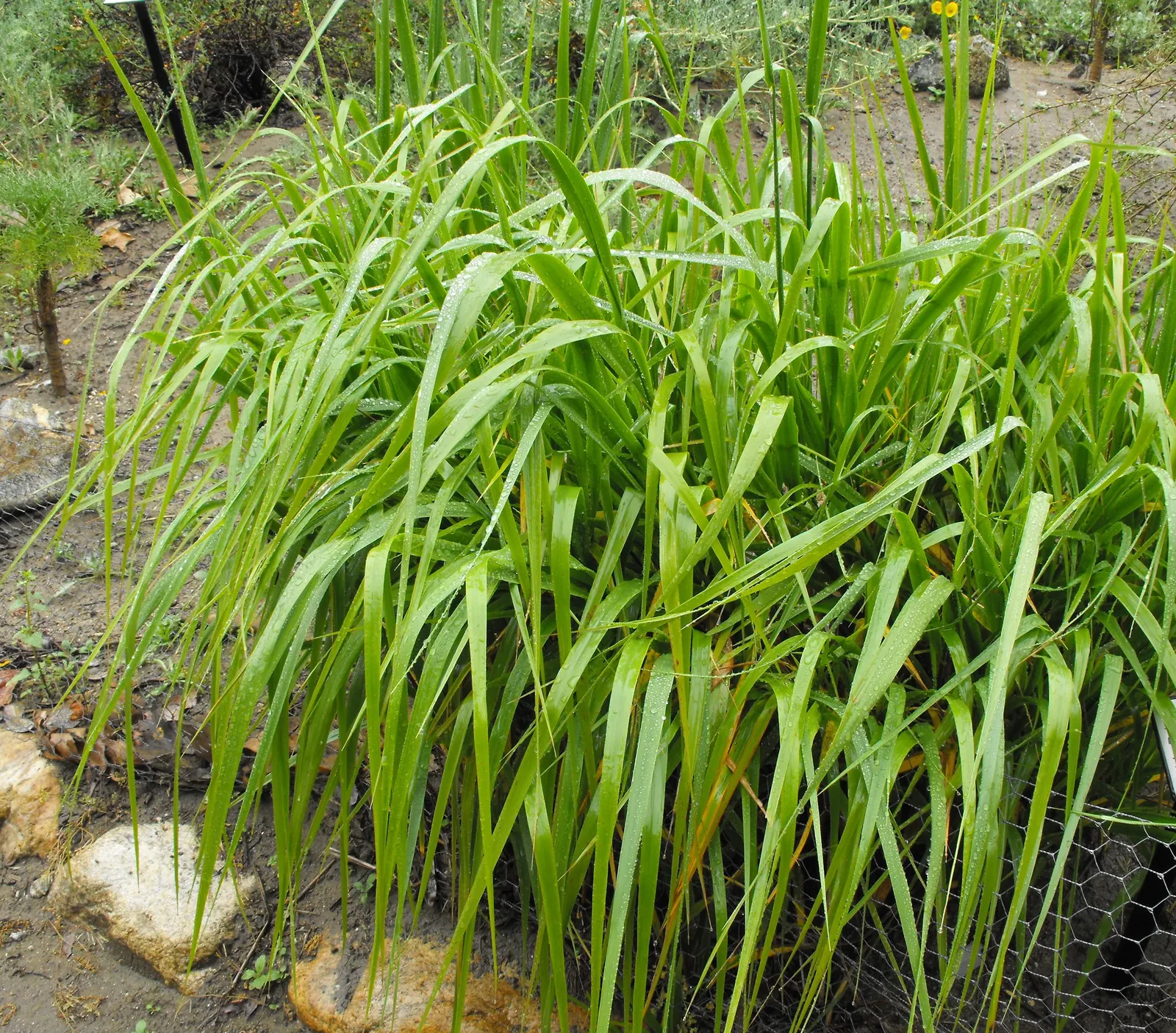 Blue Wild Rye (Leymus Arenarius) — as it can be restricted in certain areas due to its invasive potential; making it an excellent choice for, image 91