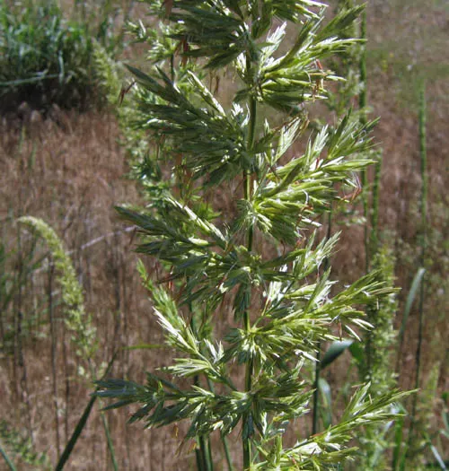 Blue Wild Rye (Leymus Arenarius) — making it an excellent choice for coastal gardens or areas with poor soil quality.<br><br>Typically; blue Wild, image 82