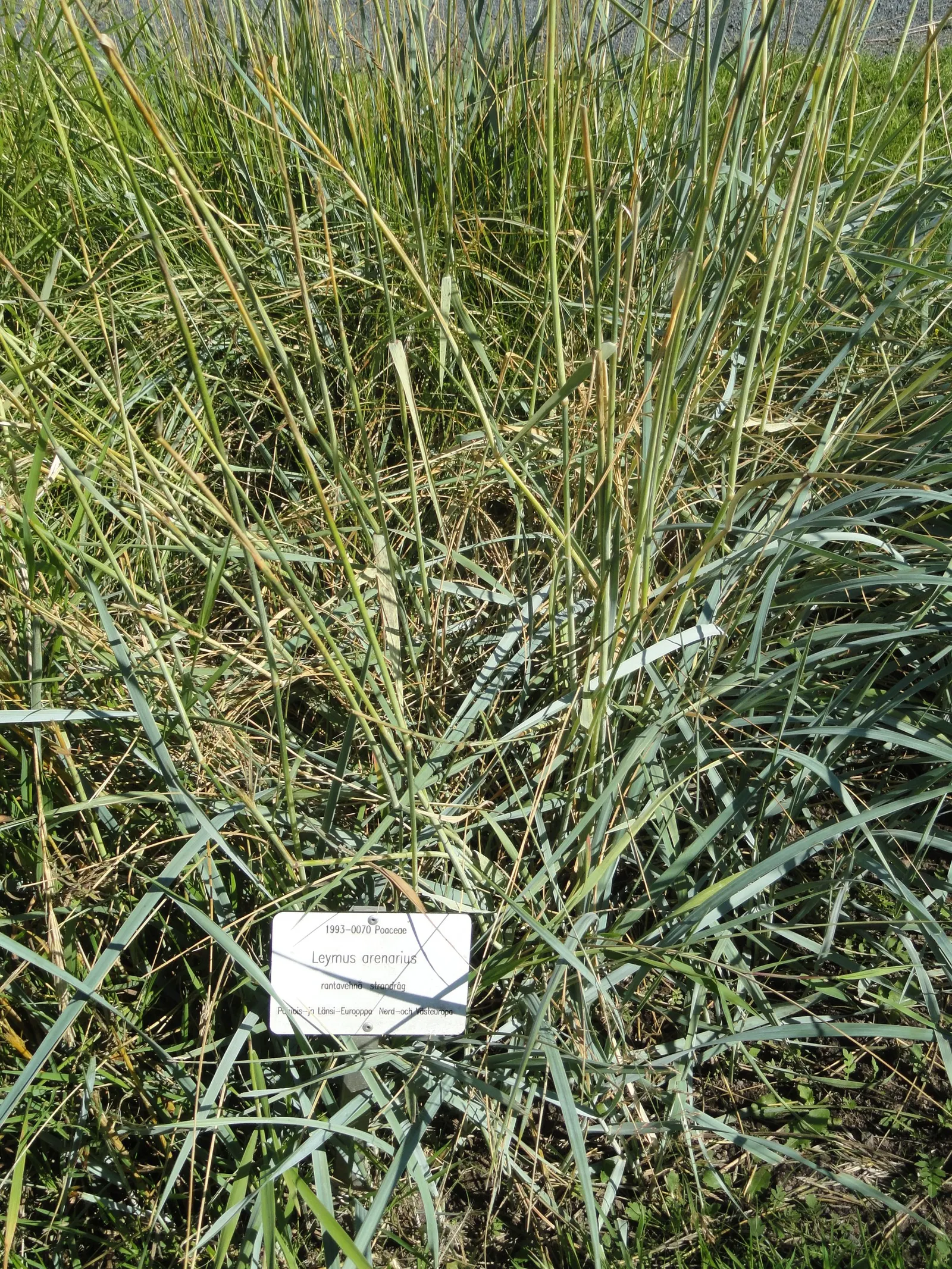 Blue Wild Rye (Leymus Arenarius) — Originally native to coastal regions in Europe and North America; always consult with local regulations before, image 56