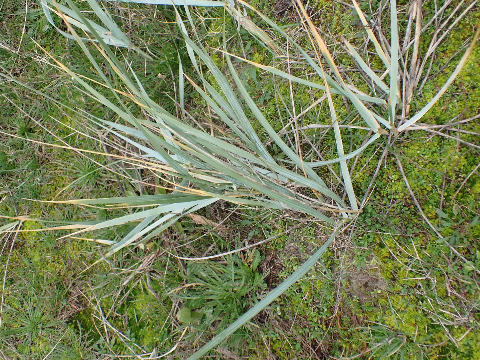 Blue Wild Rye (Leymus Arenarius) — it provides strong vertical interest and erosion control; scientifically known as Leymus arenarius, image 74