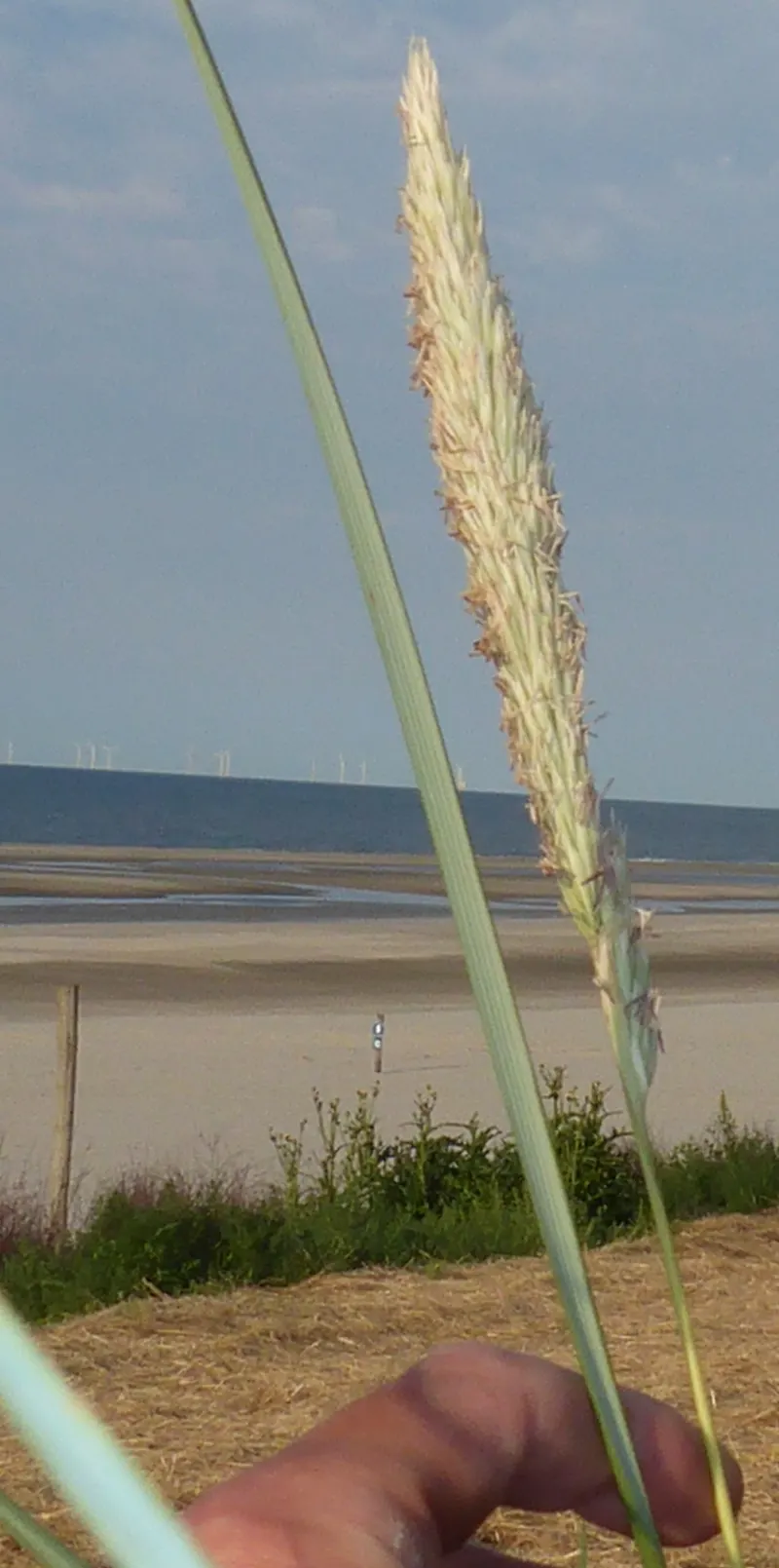 Blue Wild Rye (Leymus Arenarius) — Reaching up to 4 feet tall; this species is renowned for its ability to thrive in challenging environments, image 71