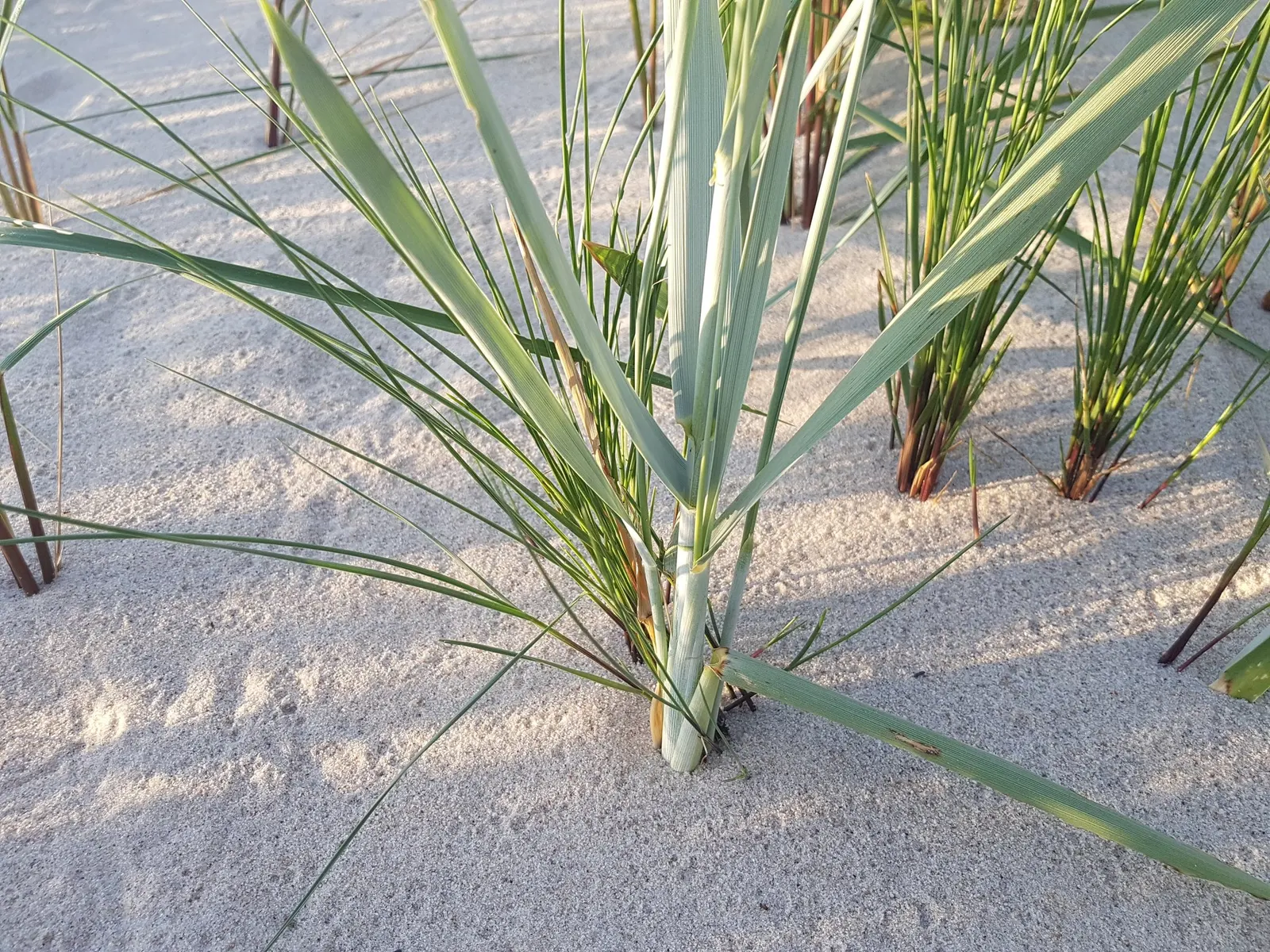 Blue Wild Rye (Leymus Arenarius) — Blue Wild Rye (Leymus arenarius) is a robust, perennial grass, prized for its striking glaucous blue foliage, image 70