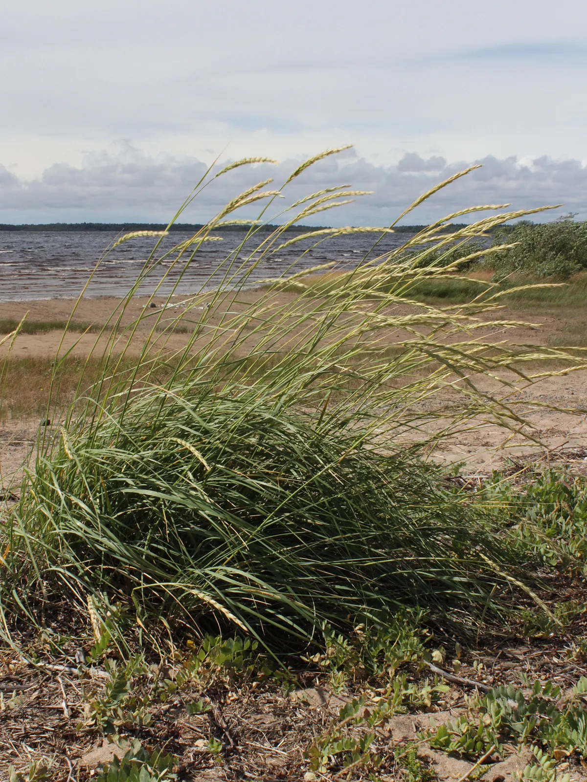 Blue Wild Rye (Leymus Arenarius) — Leymus arenarius prefers full sun to part shade exposure and requires well-drained soil for optimal growth