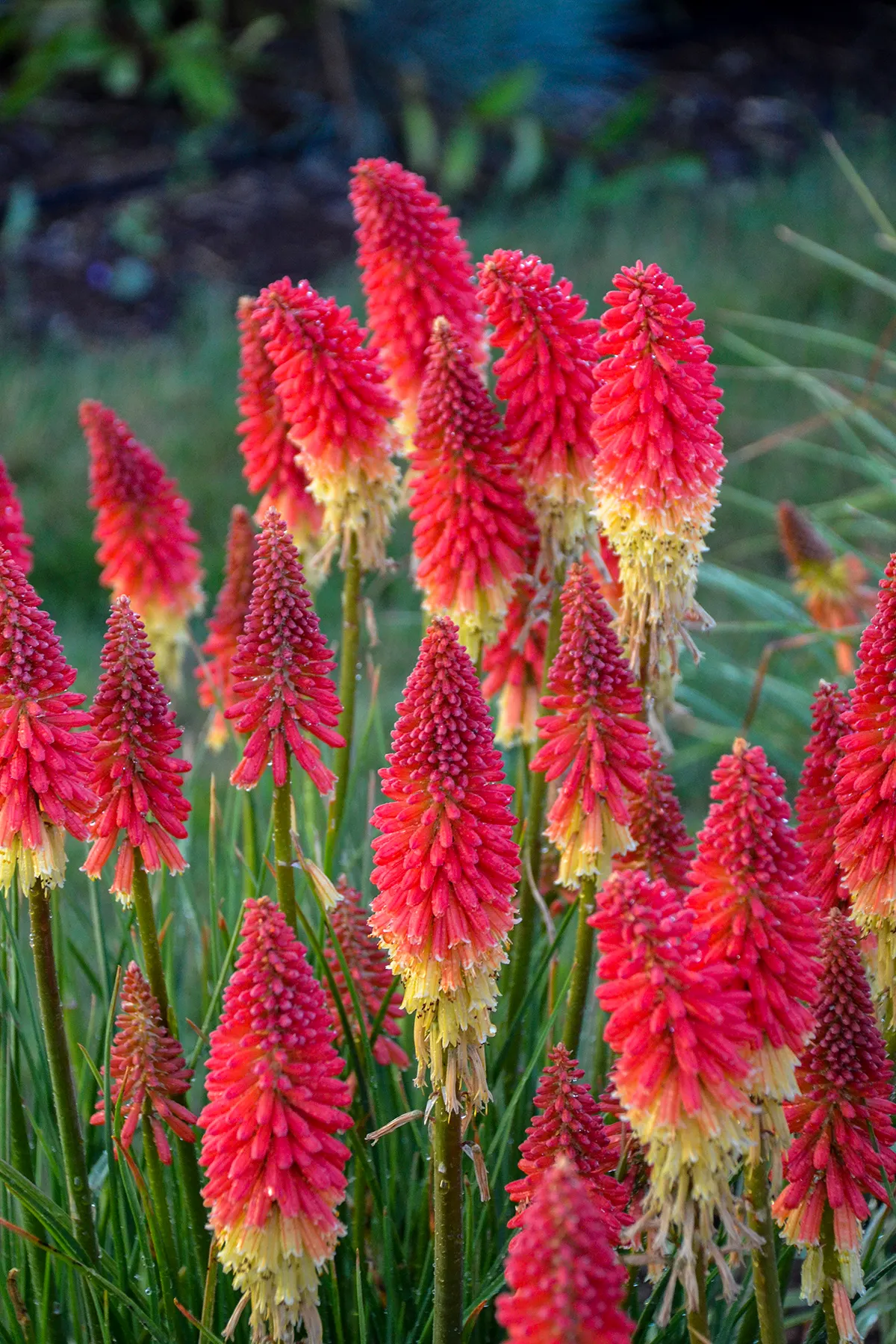 'Rocket's Red Glare' Red Hot Poker (Kniphofia hybrid) — It grows 30-36 inches tall and 18-24 inches wide, attracting bees, butterflies, and hummingbirds
