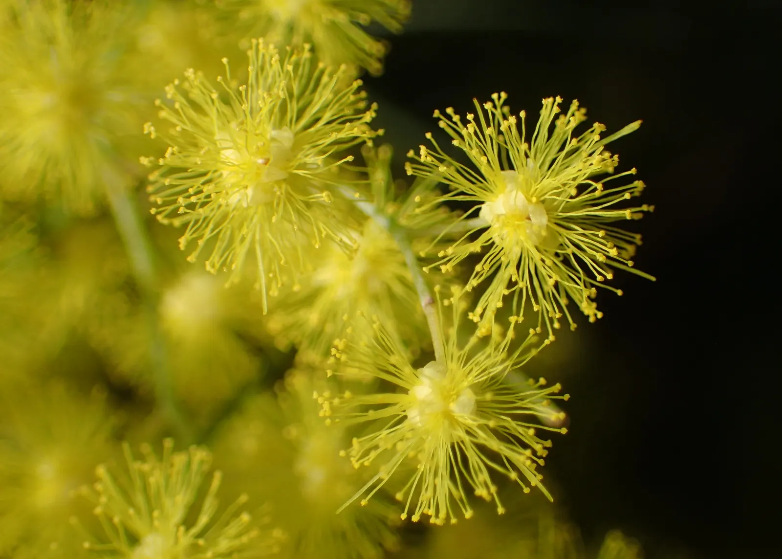 Snowy River Wattle (Acacia Boormanii) — preferring full sun exposure