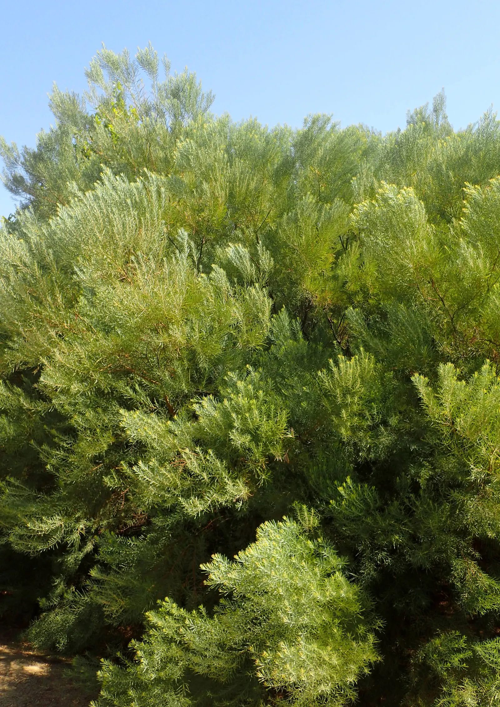 Snowy River Wattle (Acacia Boormanii) — Acacia boormanii thrives in USDA hardiness zones 8 to 11